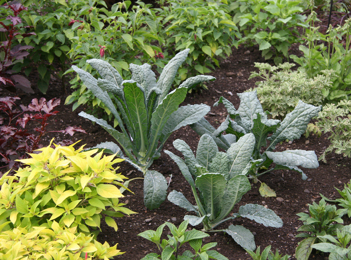 kale Robinson herb garden Cornell 6-19-07 resize crop