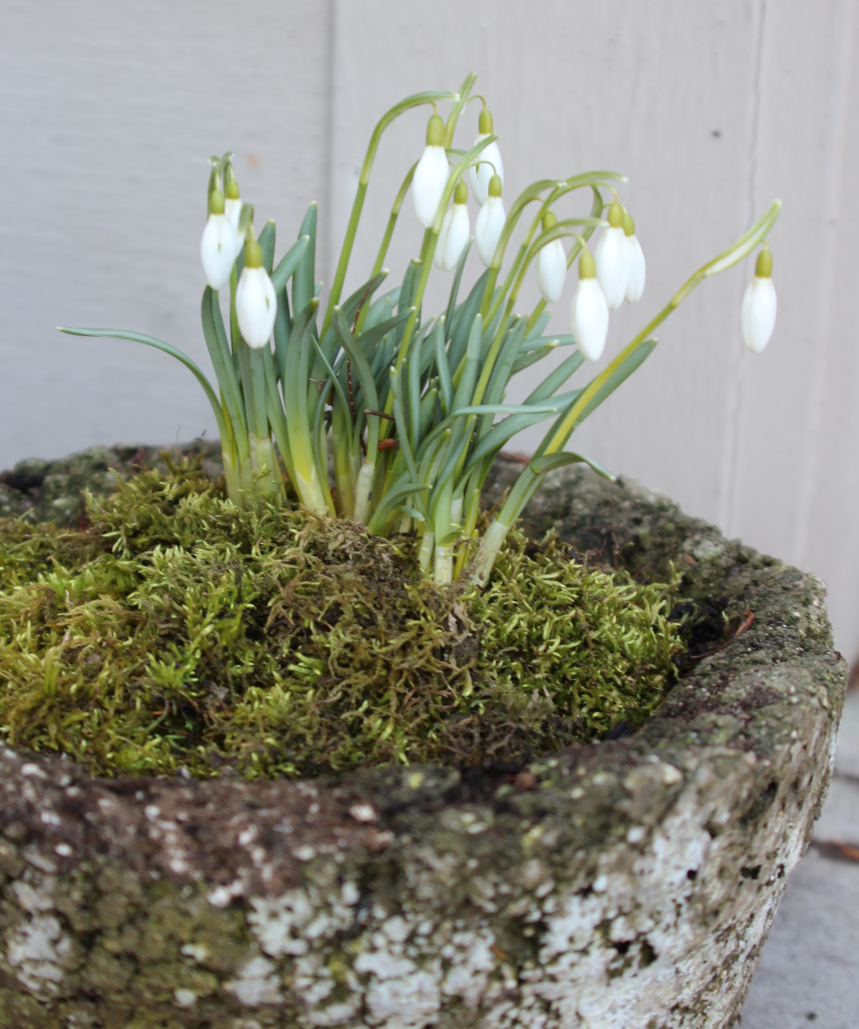 moss container