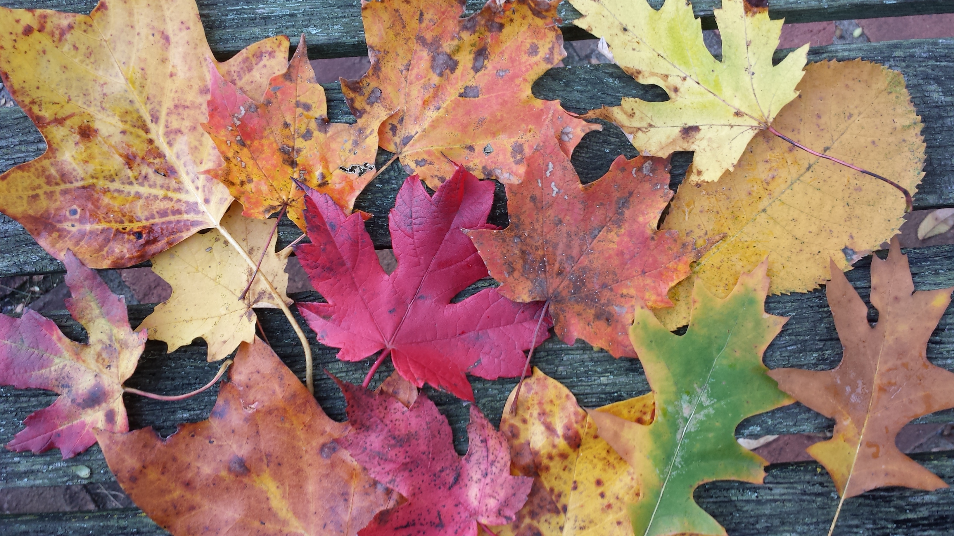 fall leaves