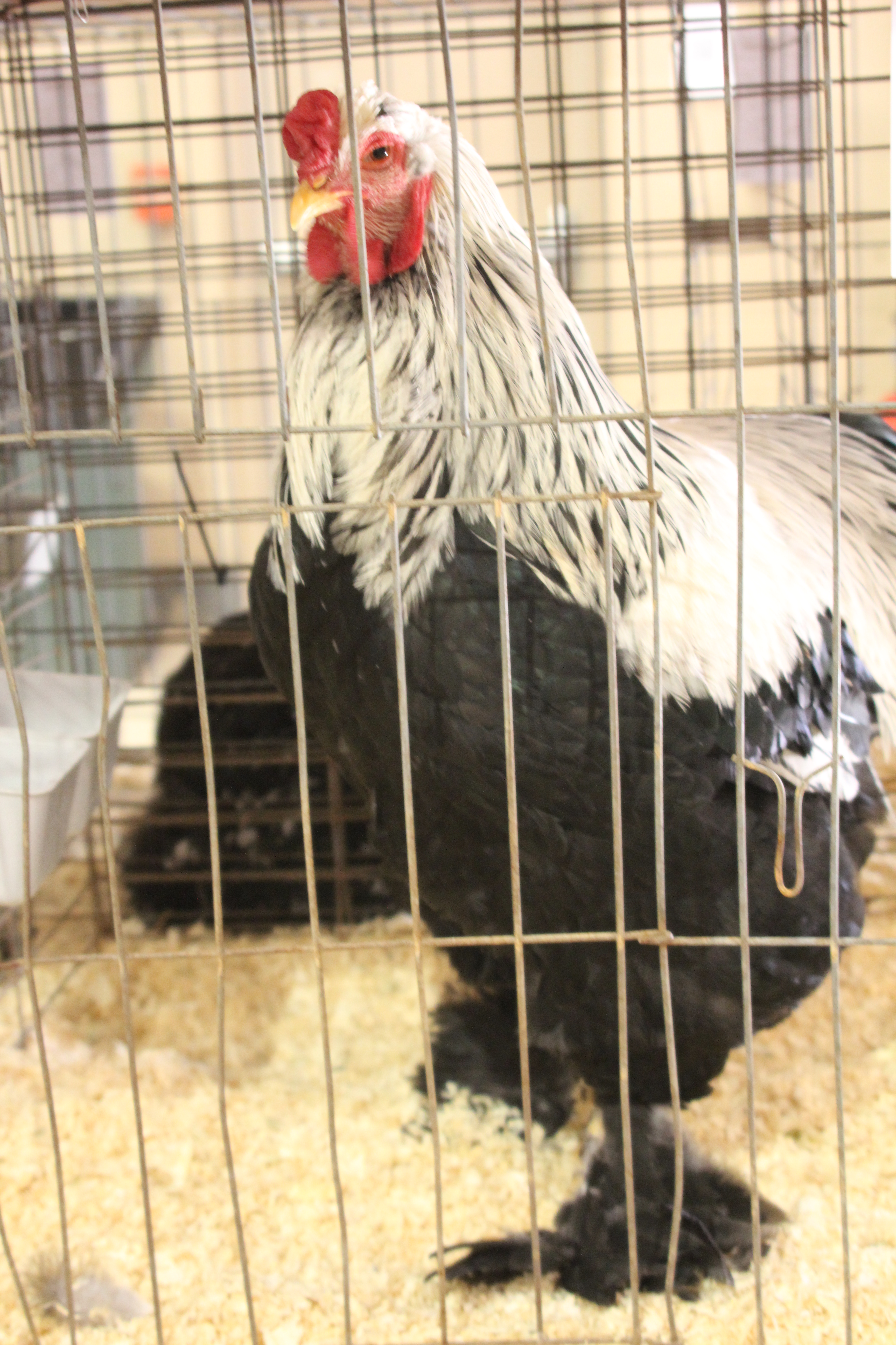 Brahmas are known as the "Kings of Poultry" for their size and strength.