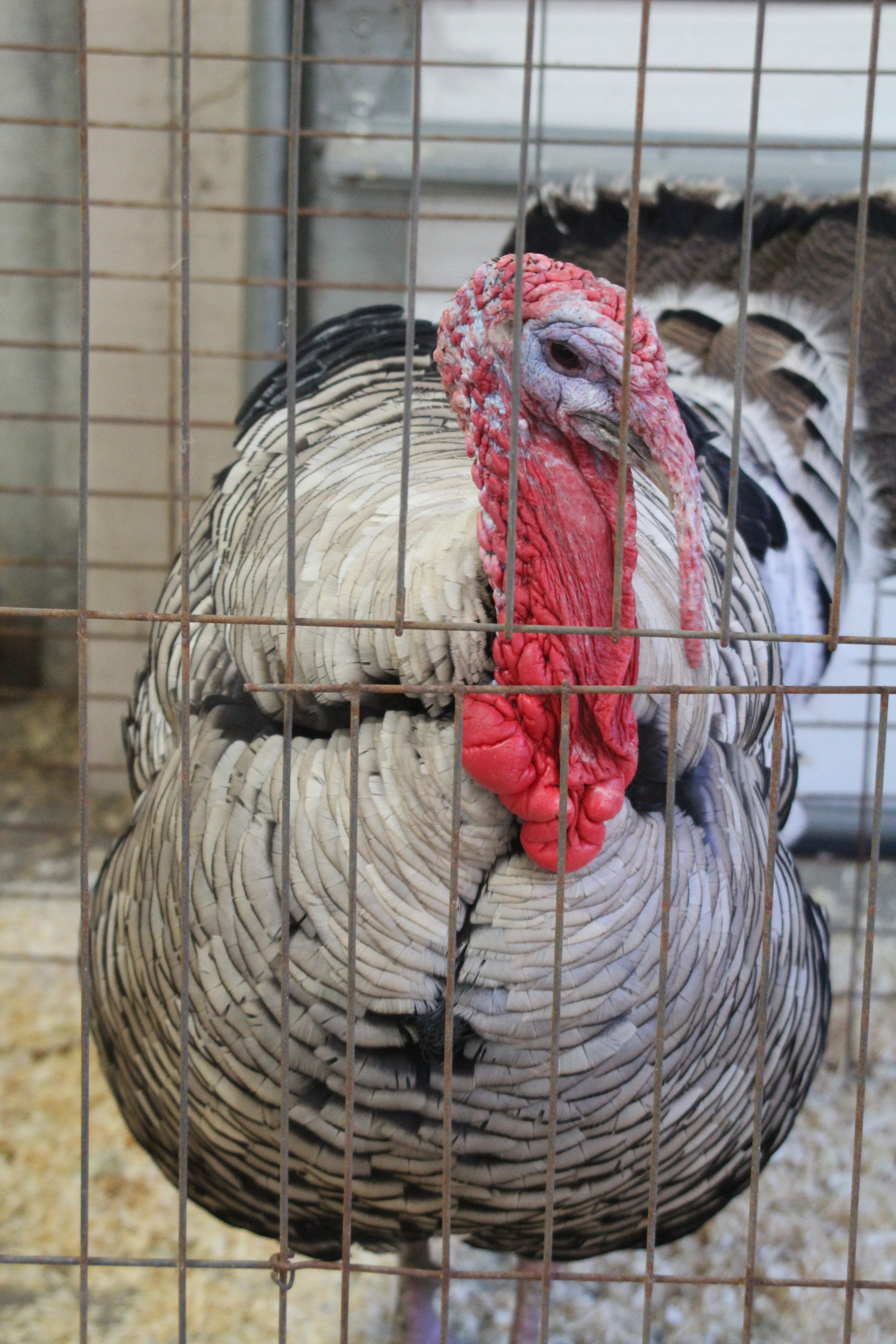 Narragansett turkeys are known for being one of the largest of the heritage turkeys.