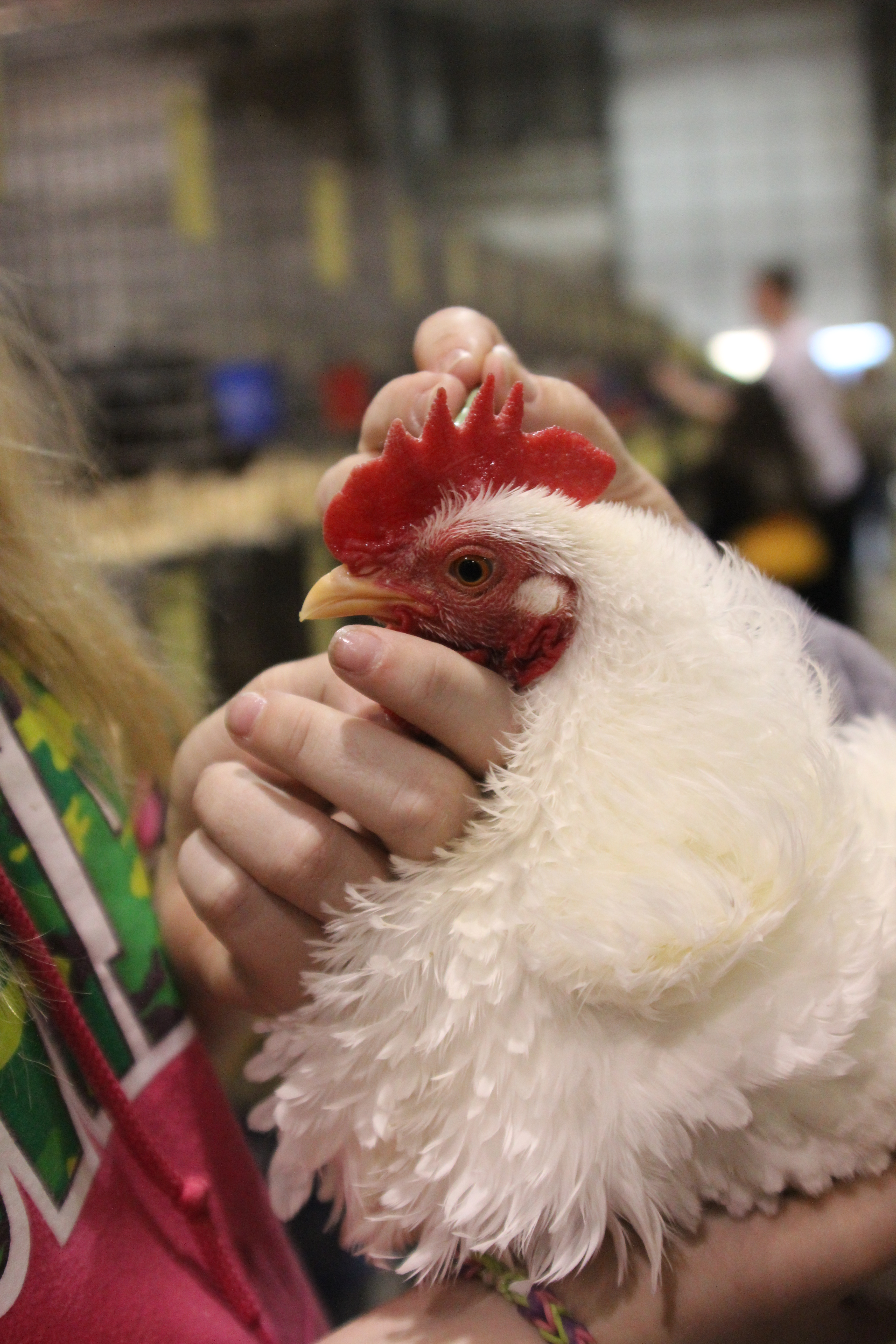 The frizzle-feathered chickens are the divas of the poultry world with their curled feathers.