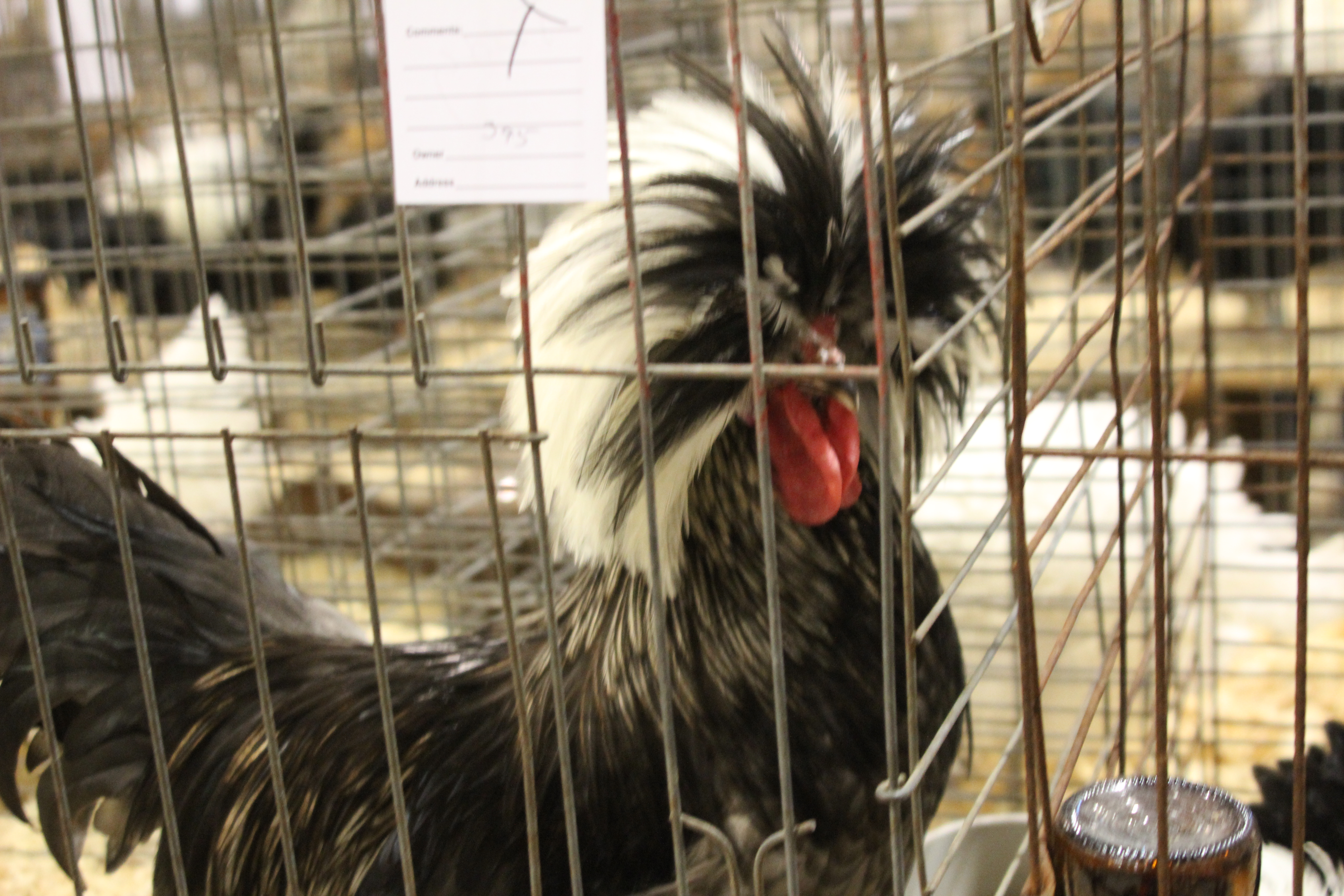 The crested chickens are the beloved subject of old Dutch and Flemish paintings. 