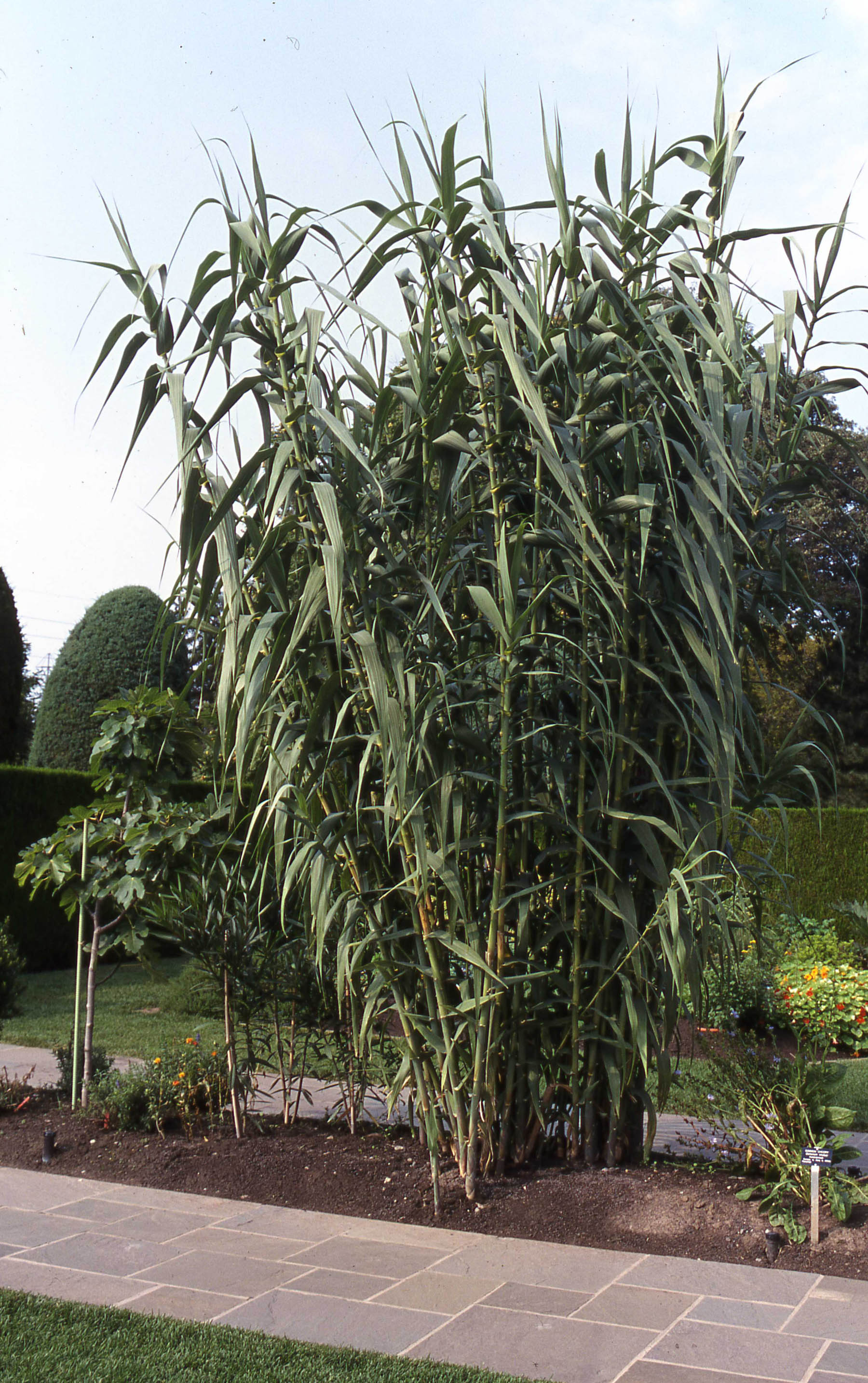 2 Arundo donax plant Niagara Bot 01 resize