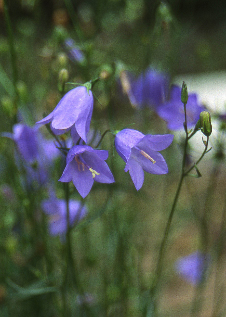 Campanula rotundifolia