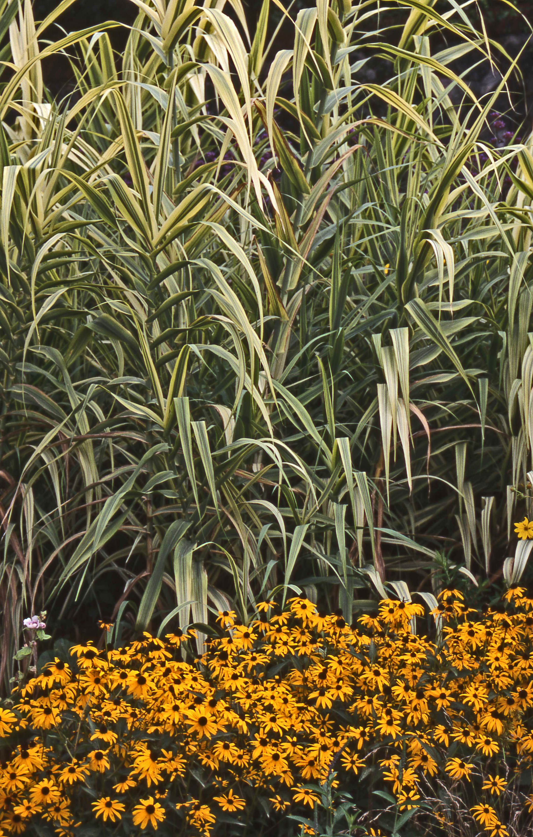 Arundo donax with Rudbeckia Biltmore 98 resize