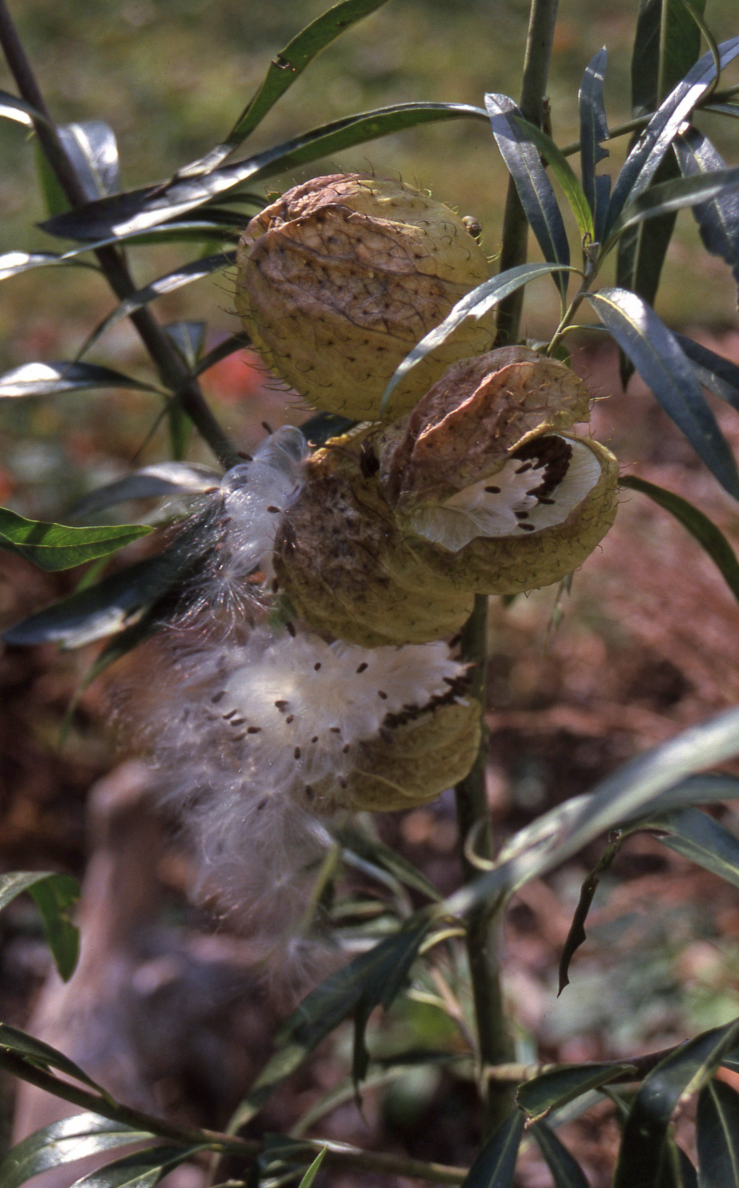 Swanplant (Asclepias physocarpa)