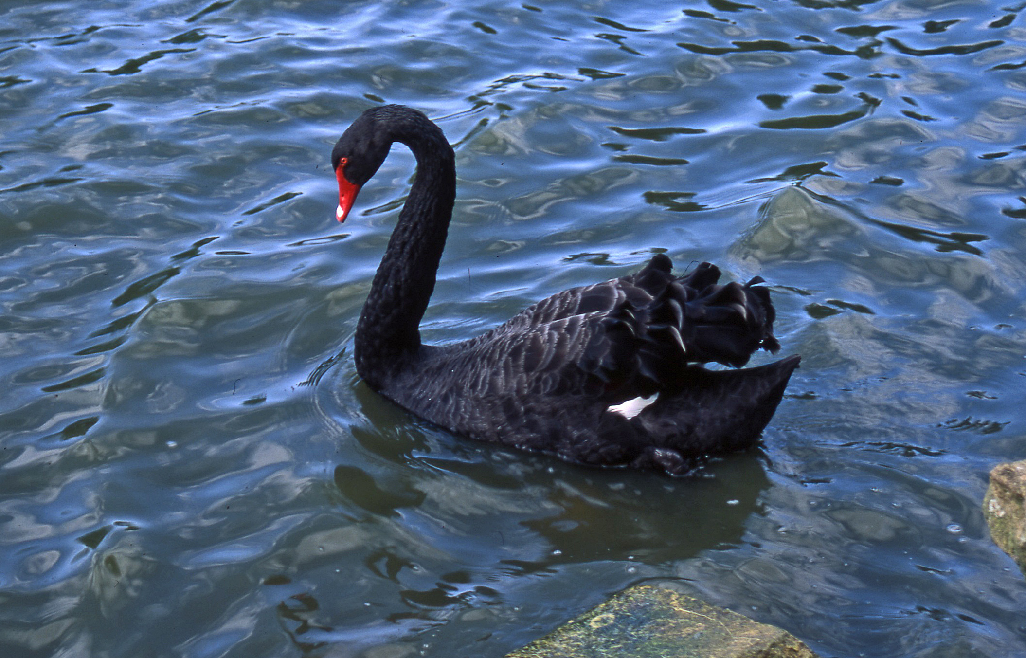 black swan Kew Lake 9-92 crop