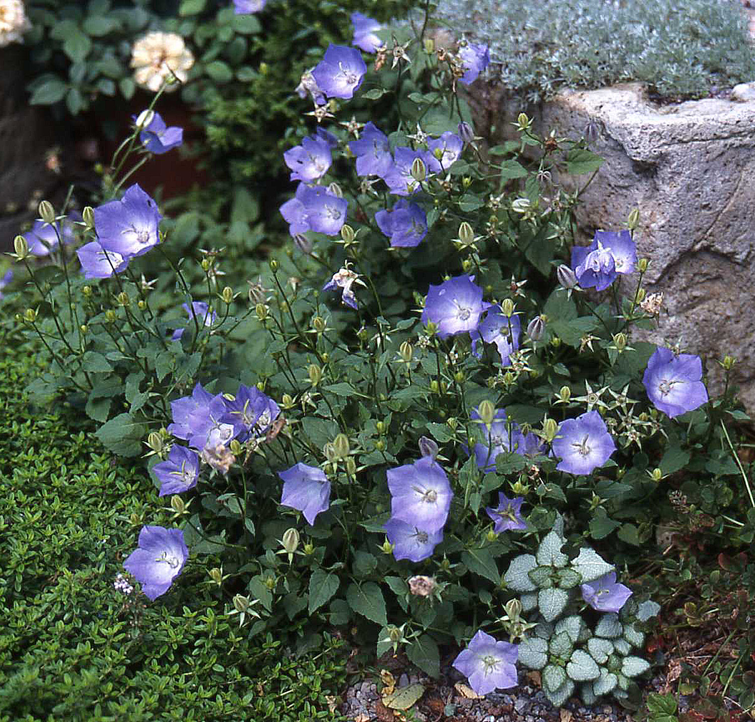 Campanula Chewton Joy 