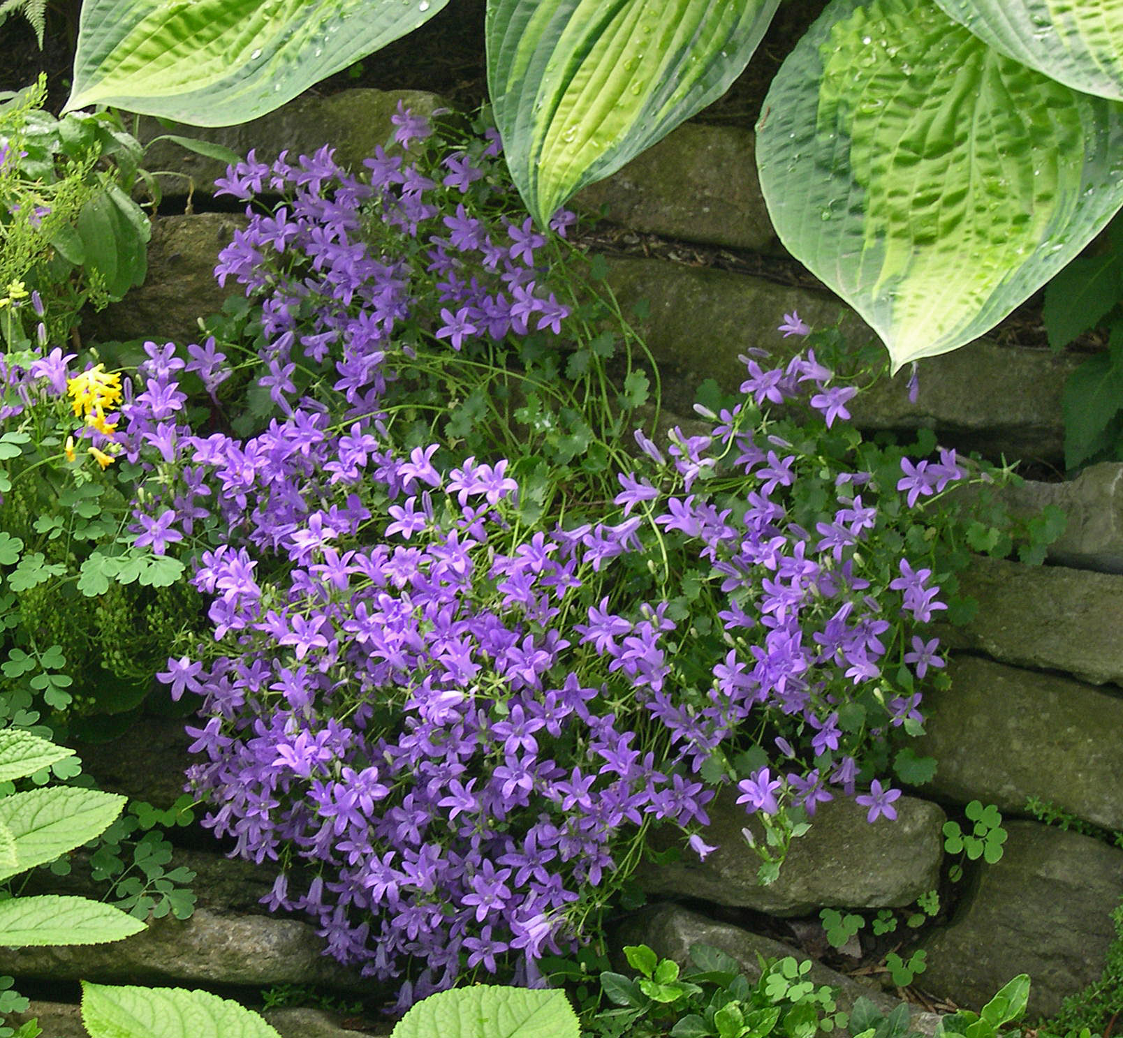Campanula portenschlagiana 