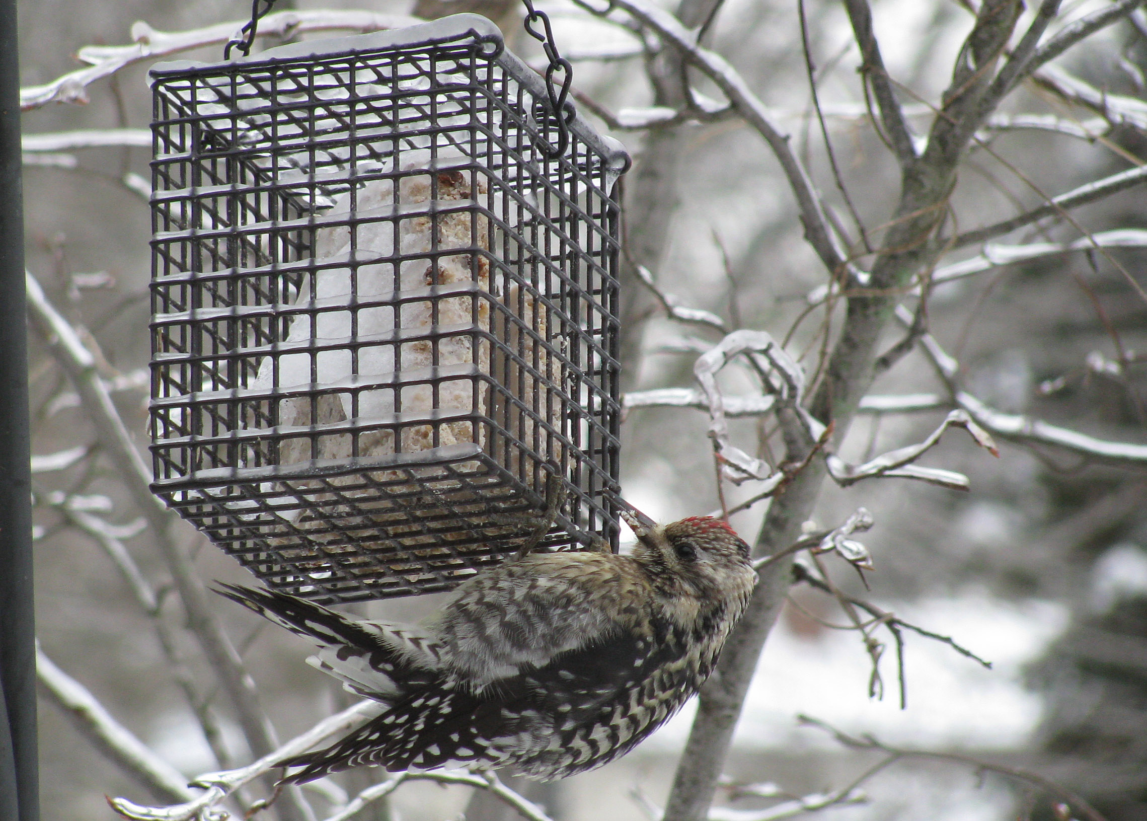 downey woodpecker on suet crop
