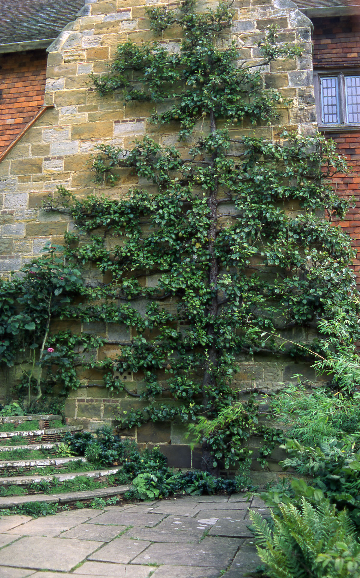 espaliered pear great dixter 9-1992 resized
