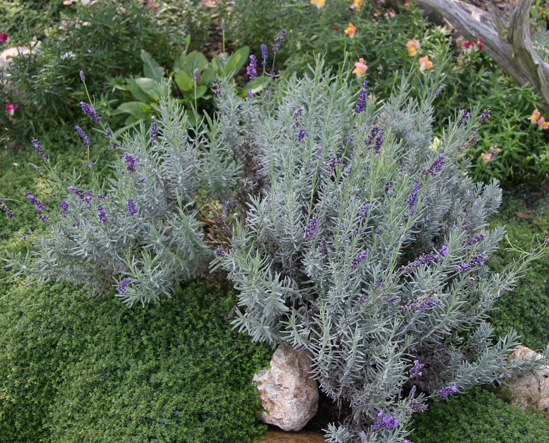 Lav ang. Hidcote Marys garden crop