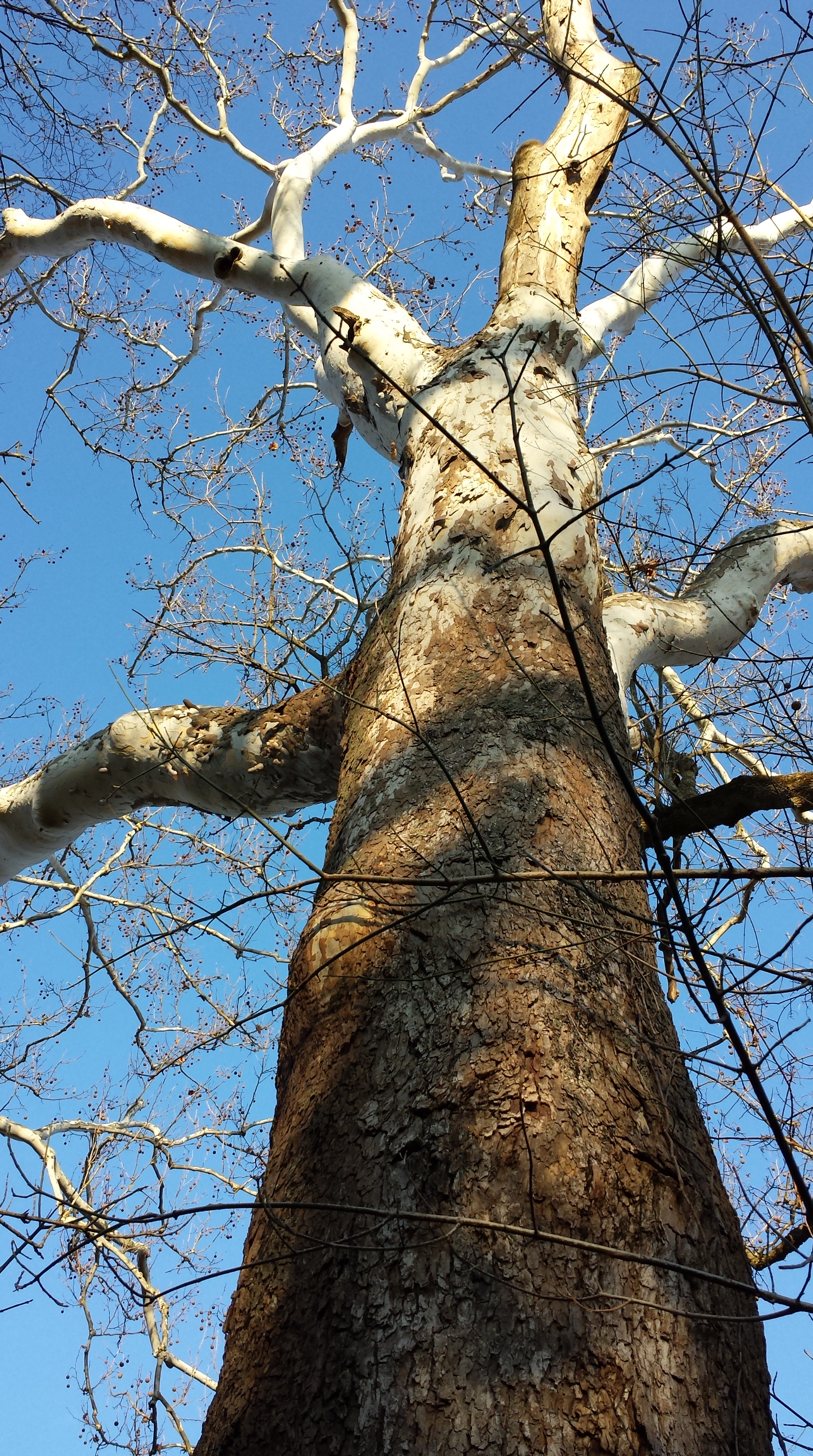 20141114_083606_Android