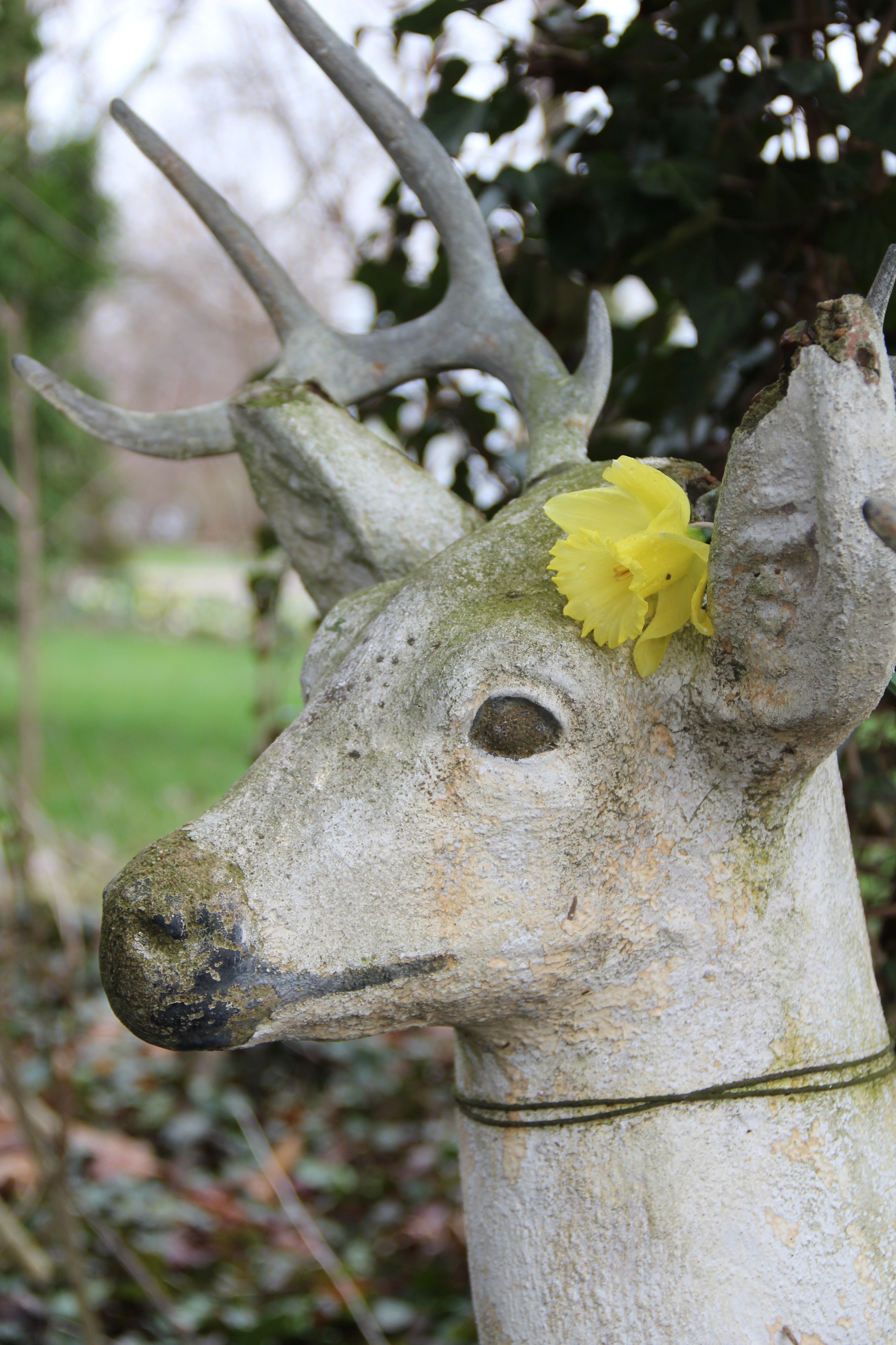 Buck decorated seasonally
