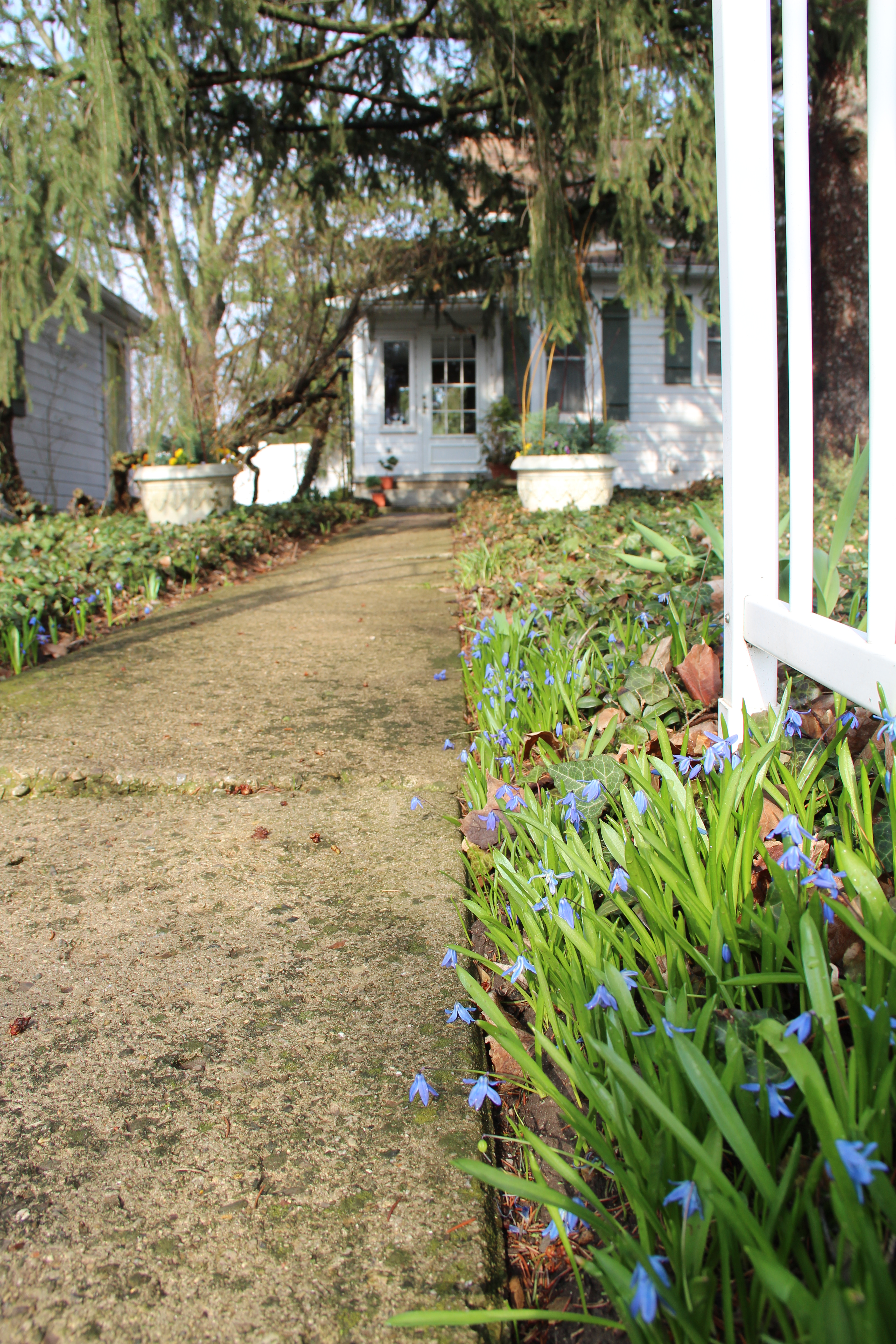 Front walk with scilla