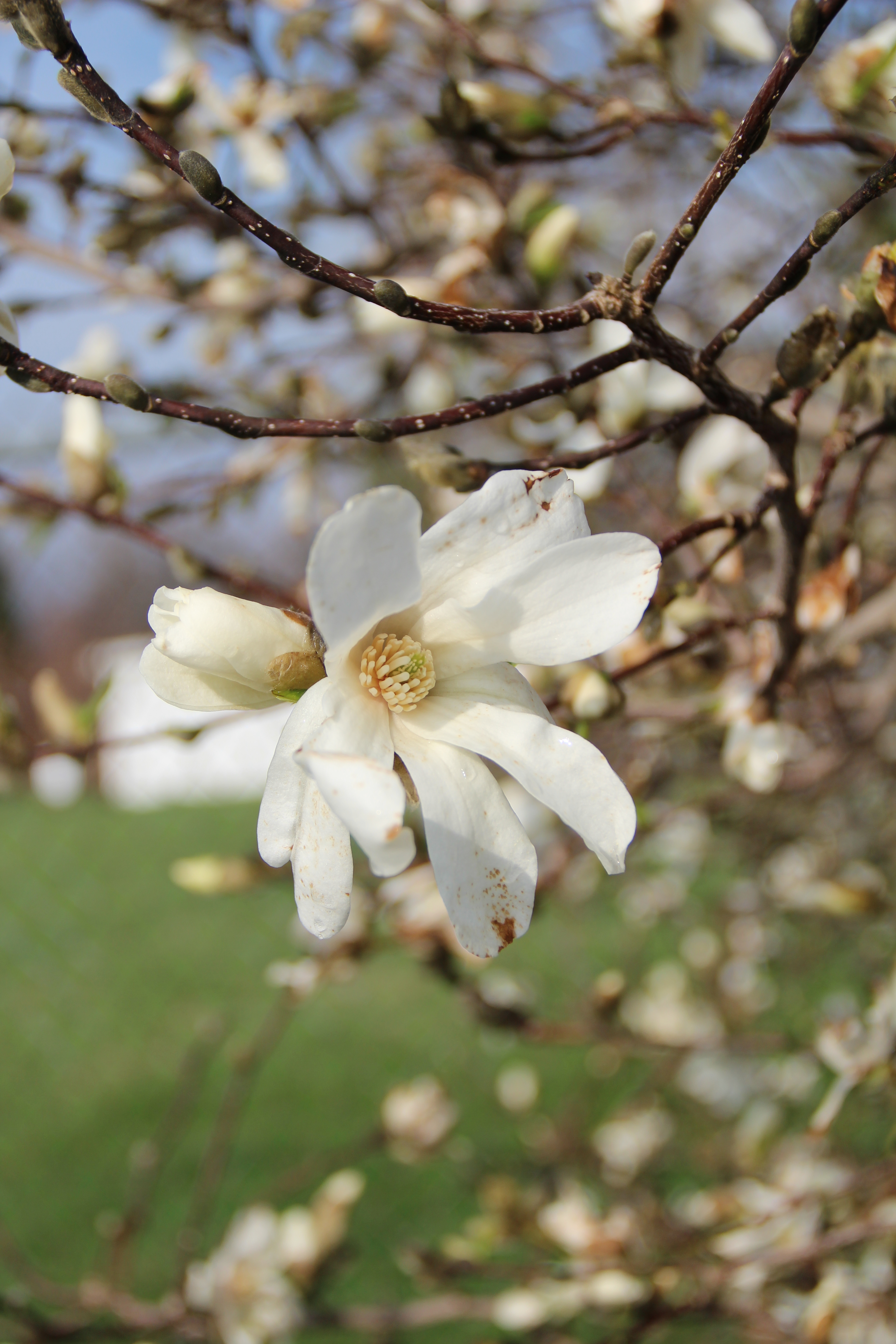 Magnolia bloom