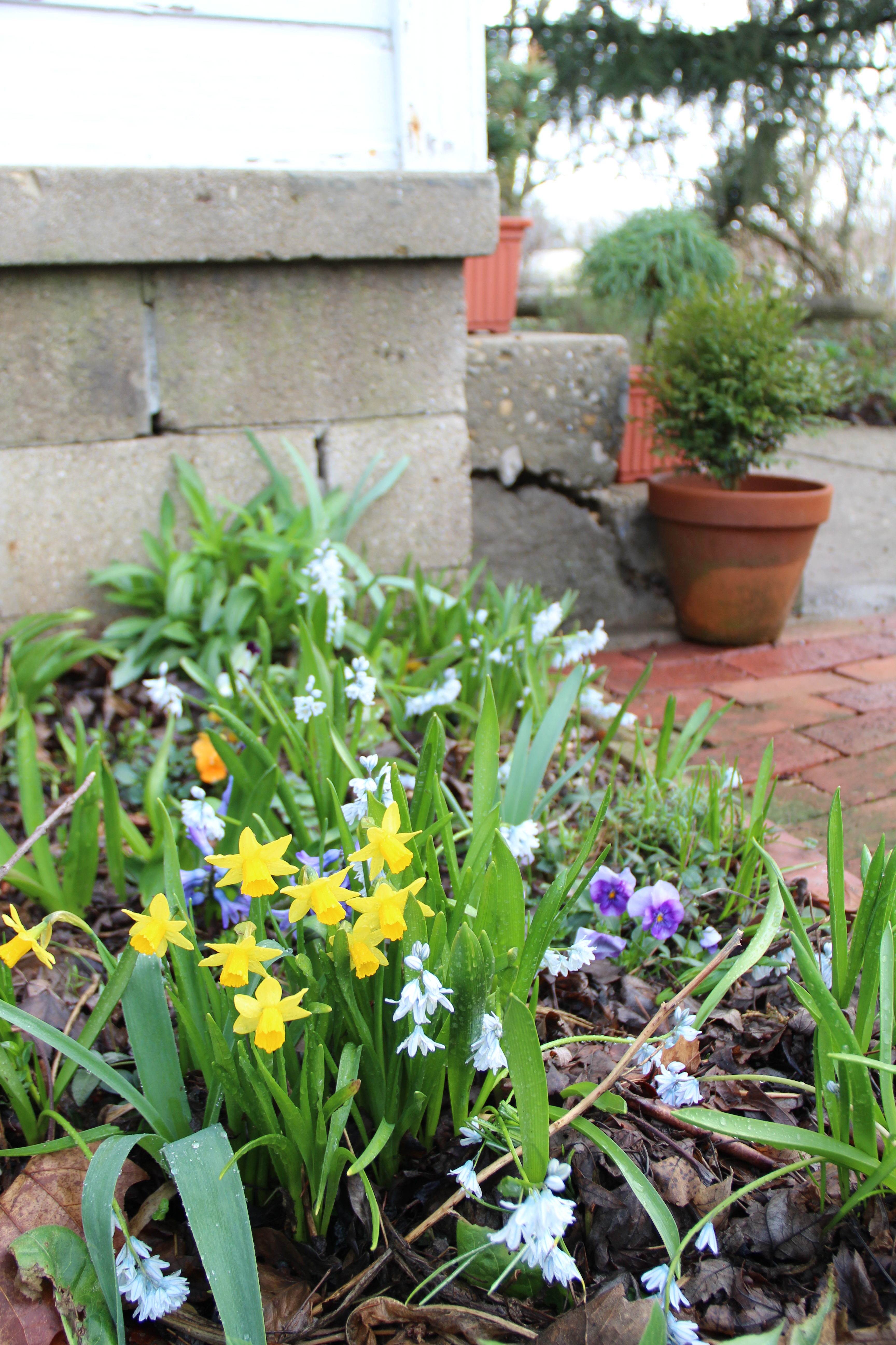 Mixed bulbs by back steps
