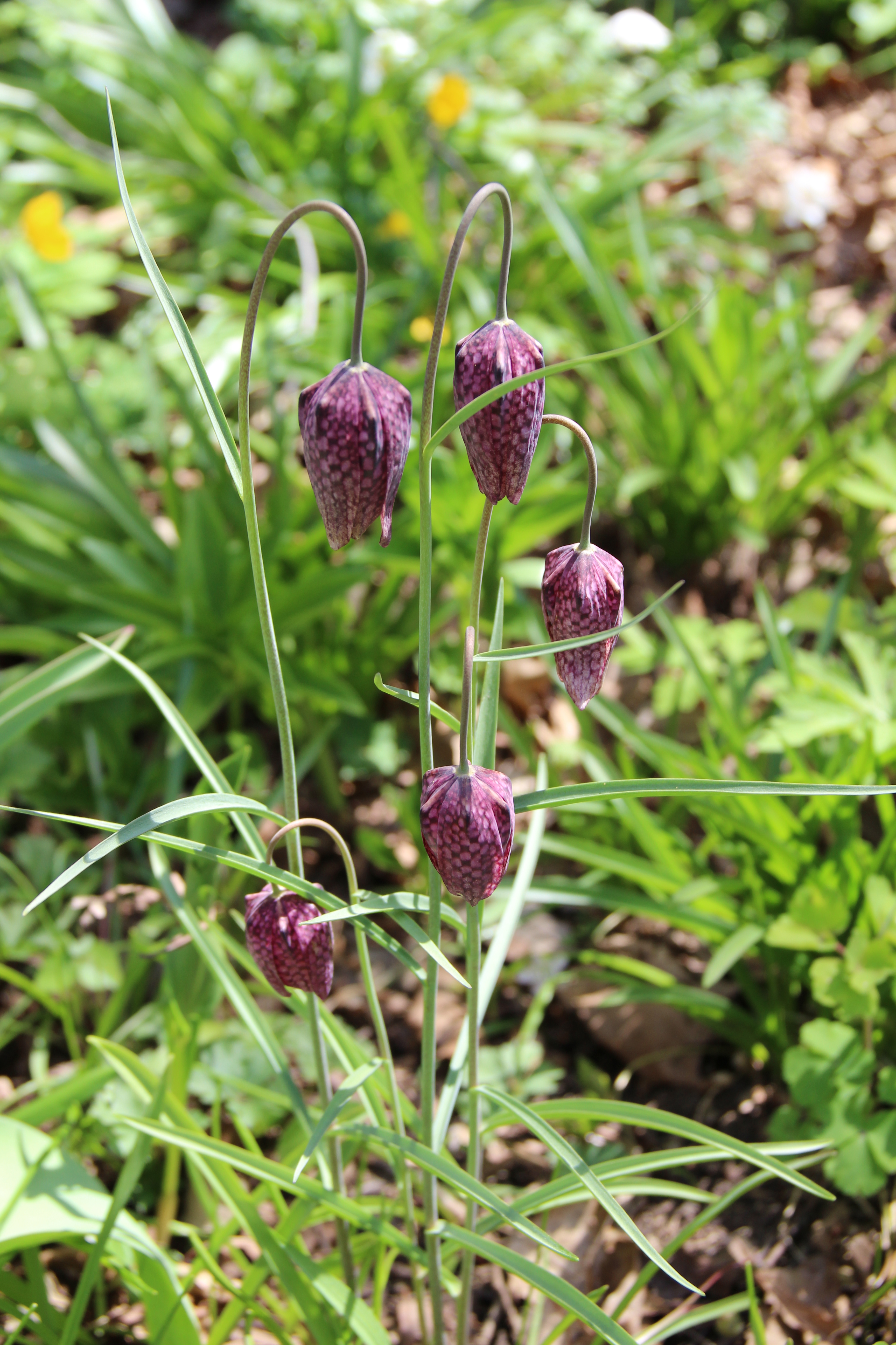 Snake's head lilies