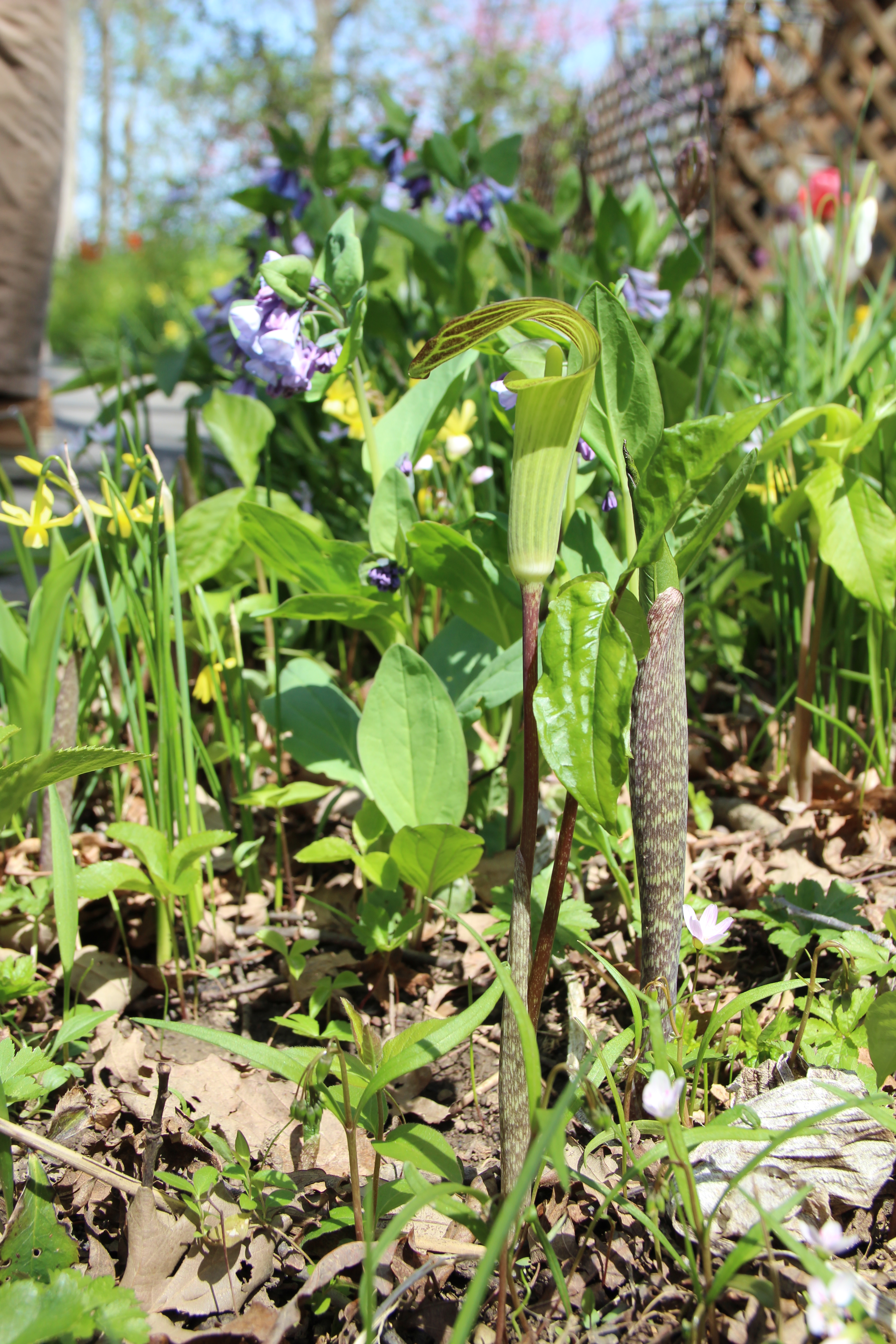 Jack-in-the pulpit