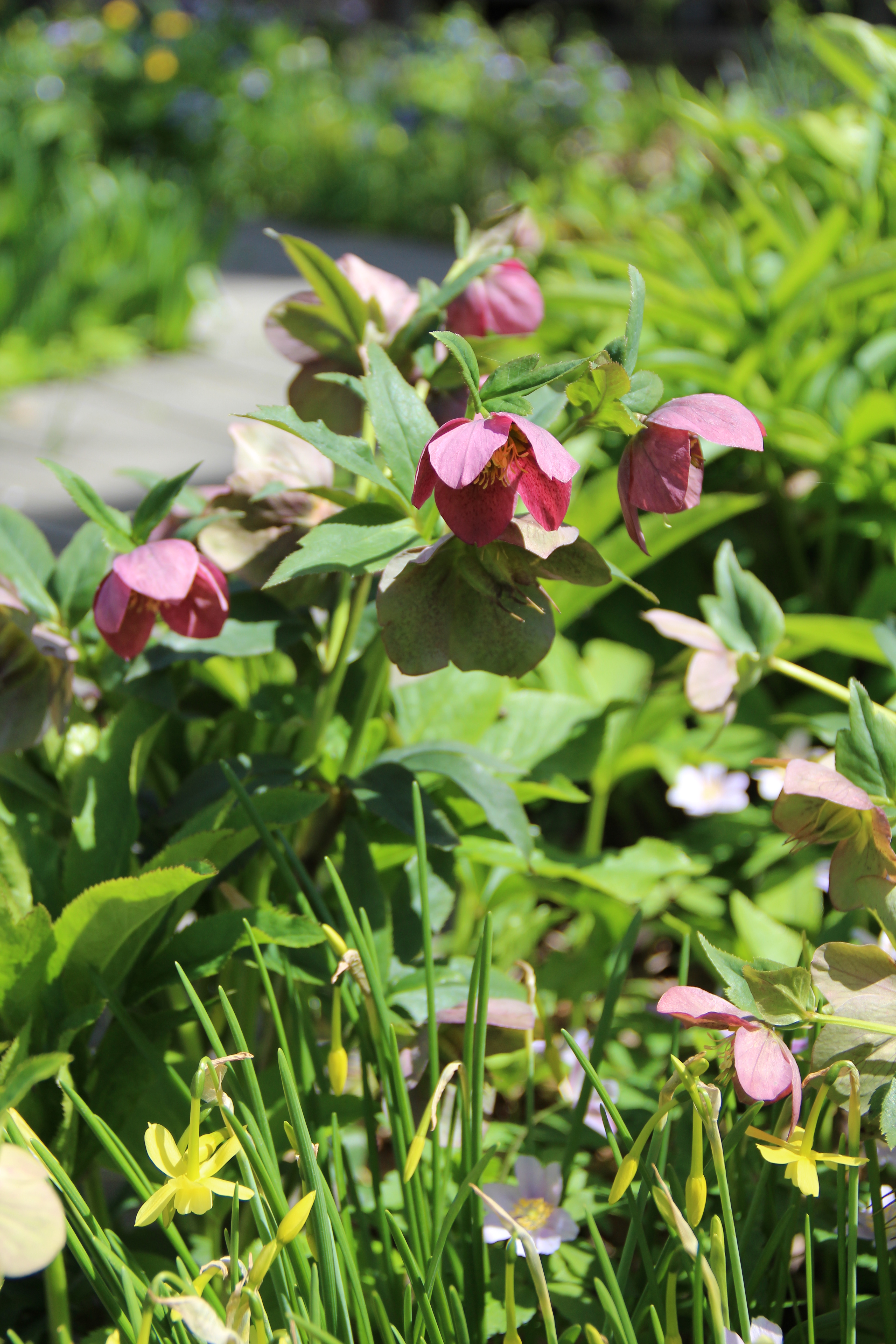Hellebores and daffodils