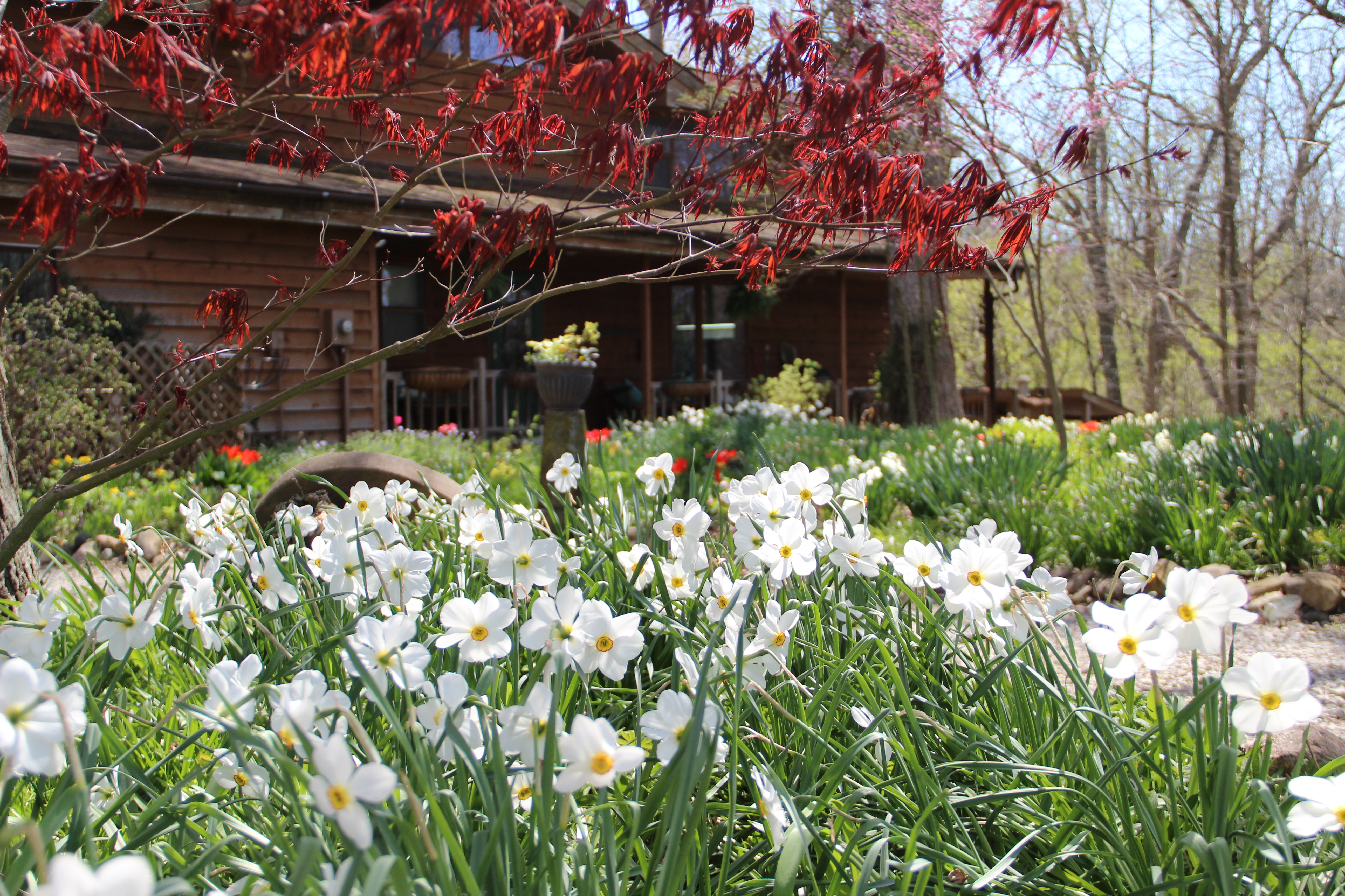 Pheasant's eye daffodils and Japanese maple