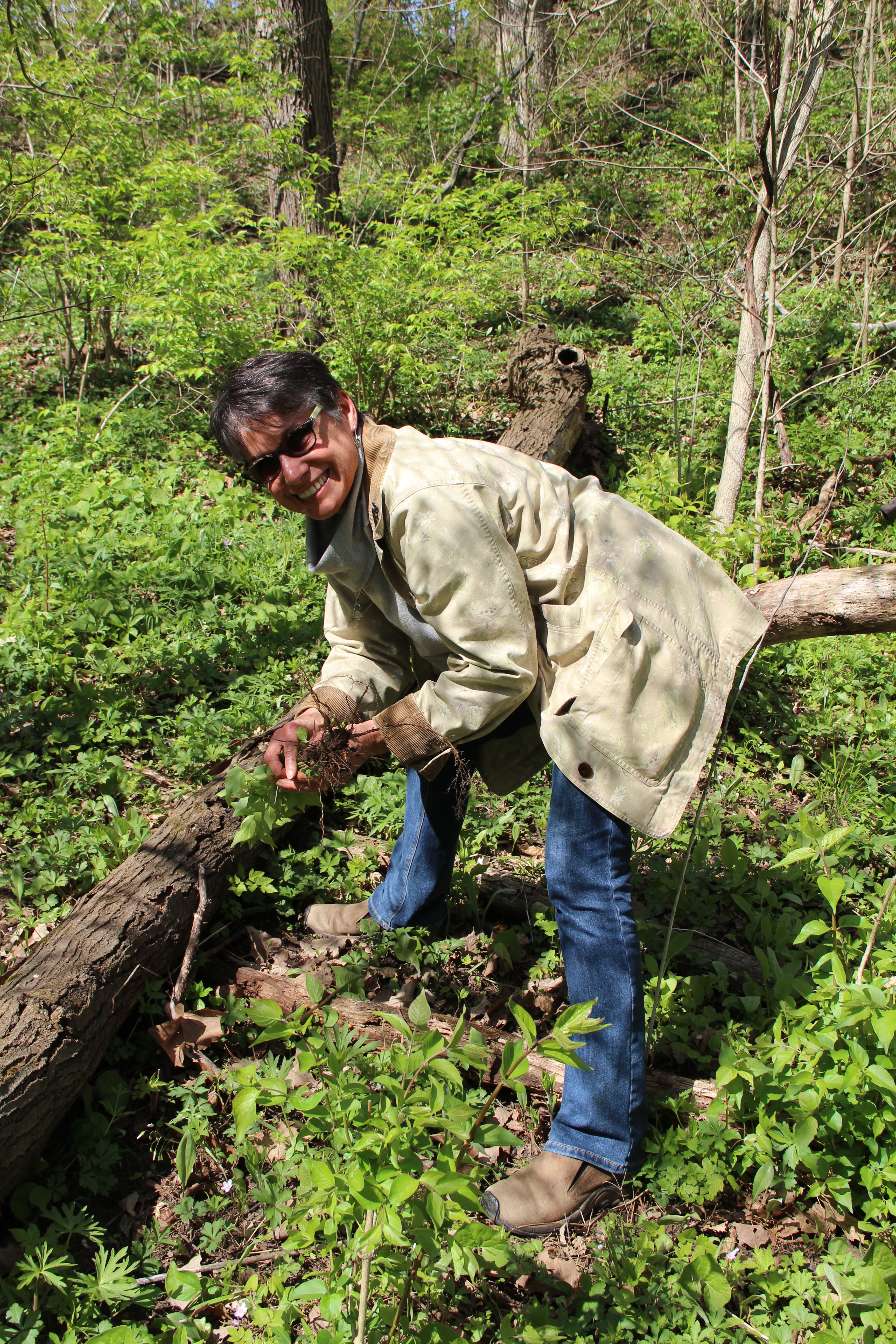 Debra helps pull invasive honeysuckle