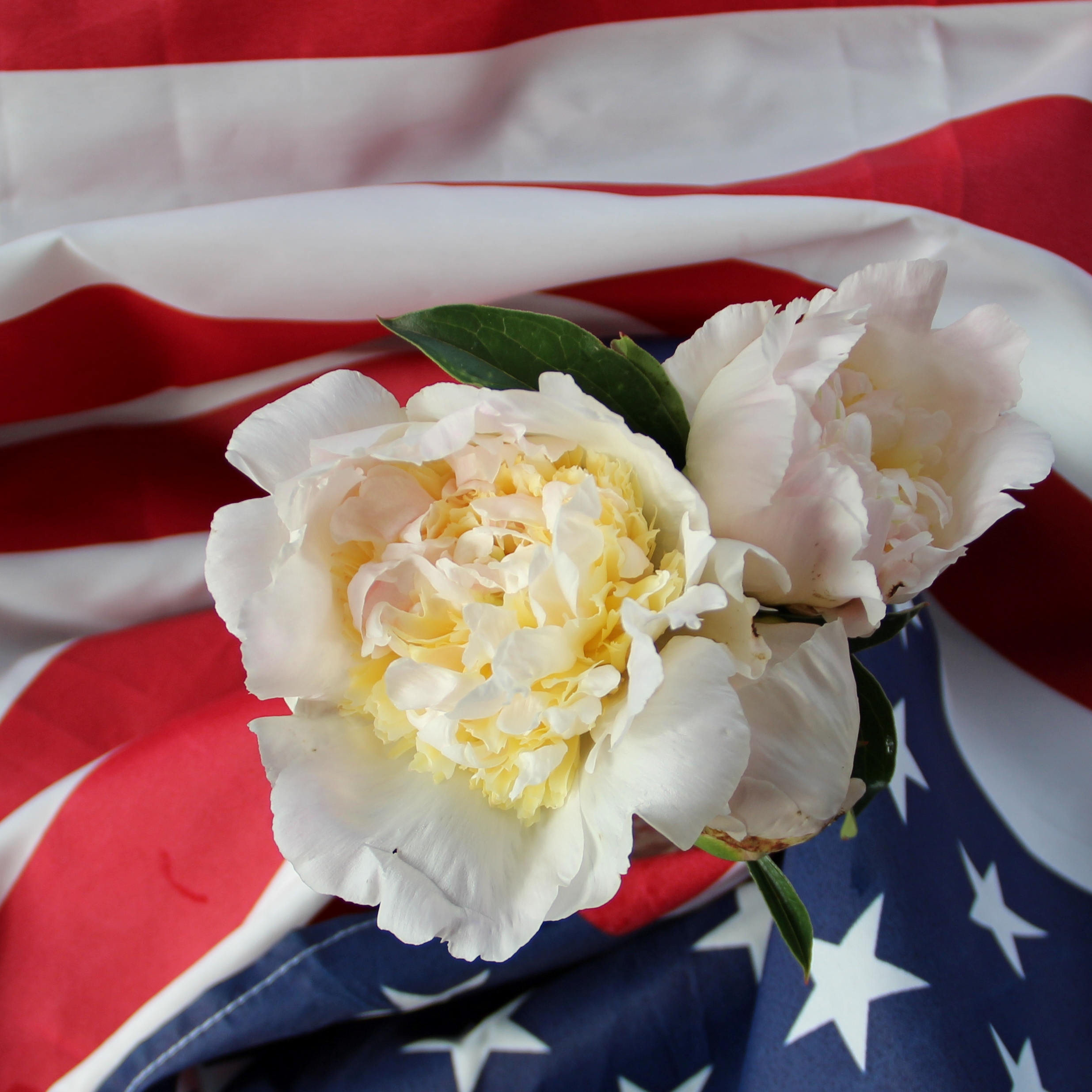 patriotic peony