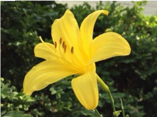 lemon lily