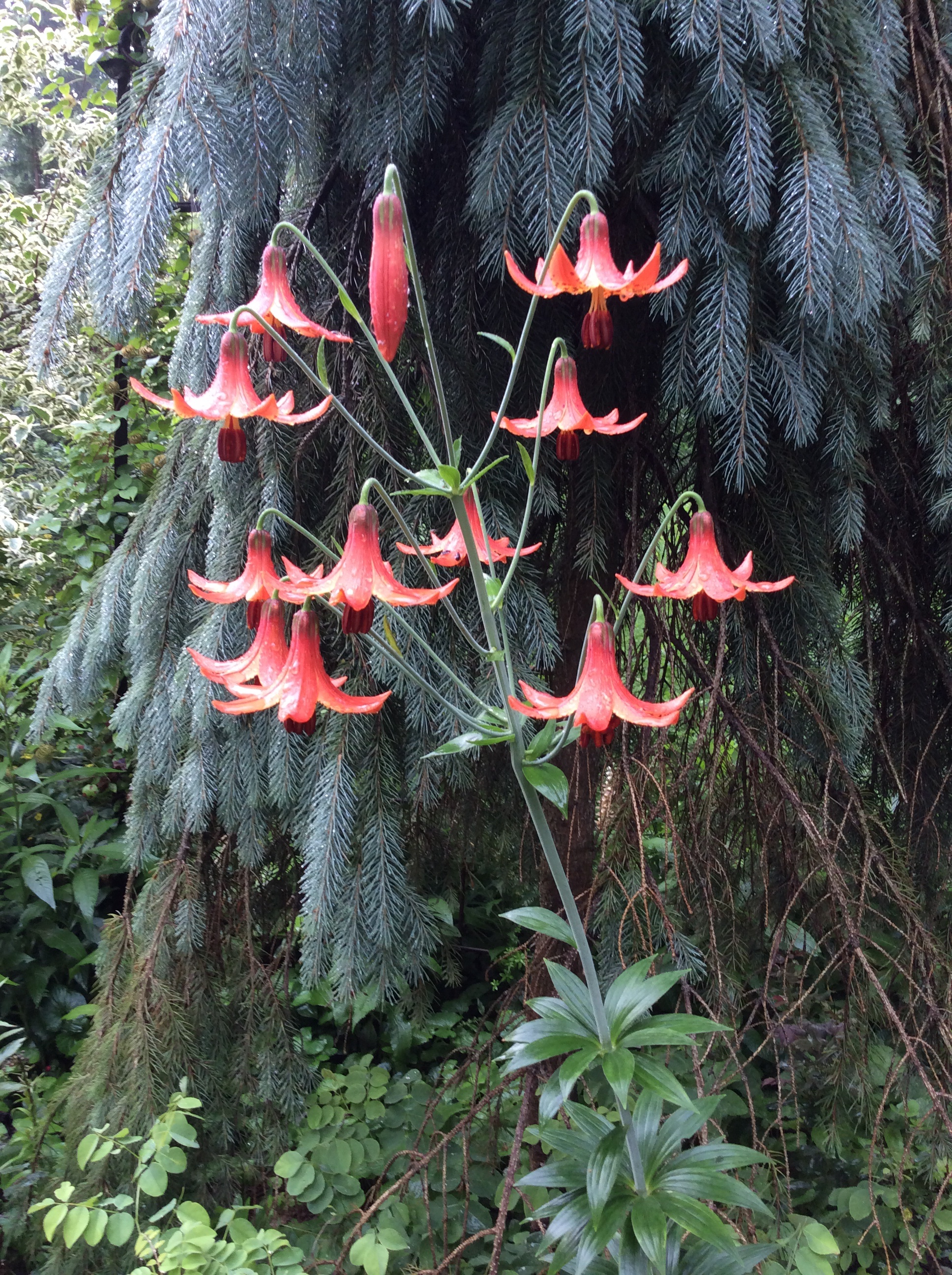Lilium canadense
