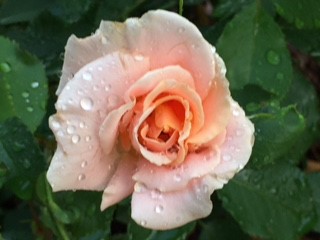 rose