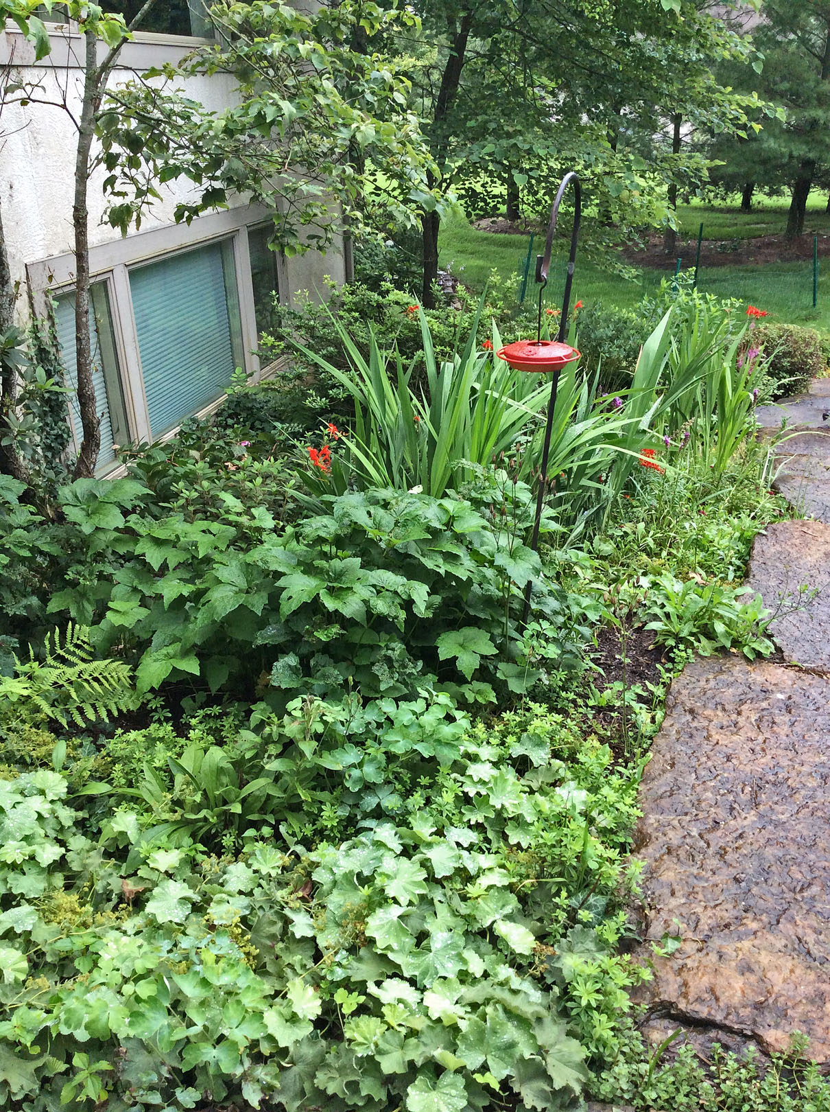 in garden back walkway 7-9-15