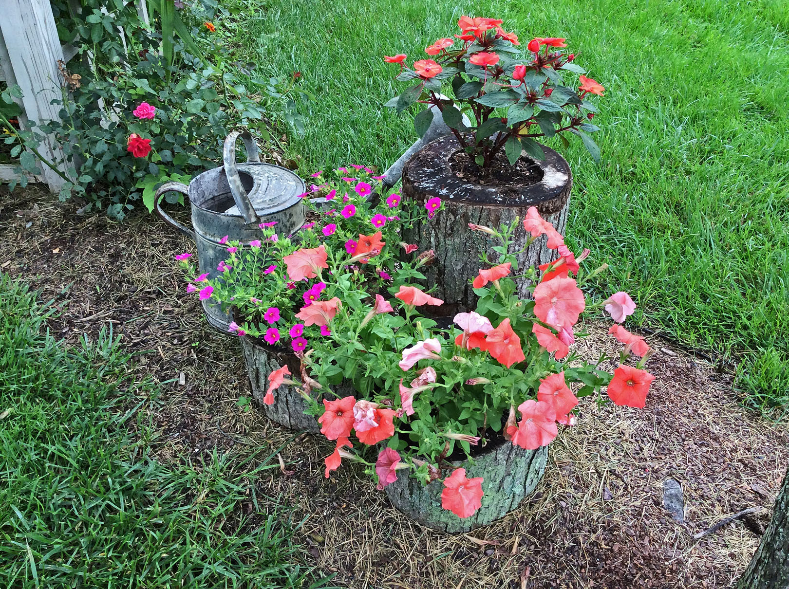 in garden container vignette 7-9-15