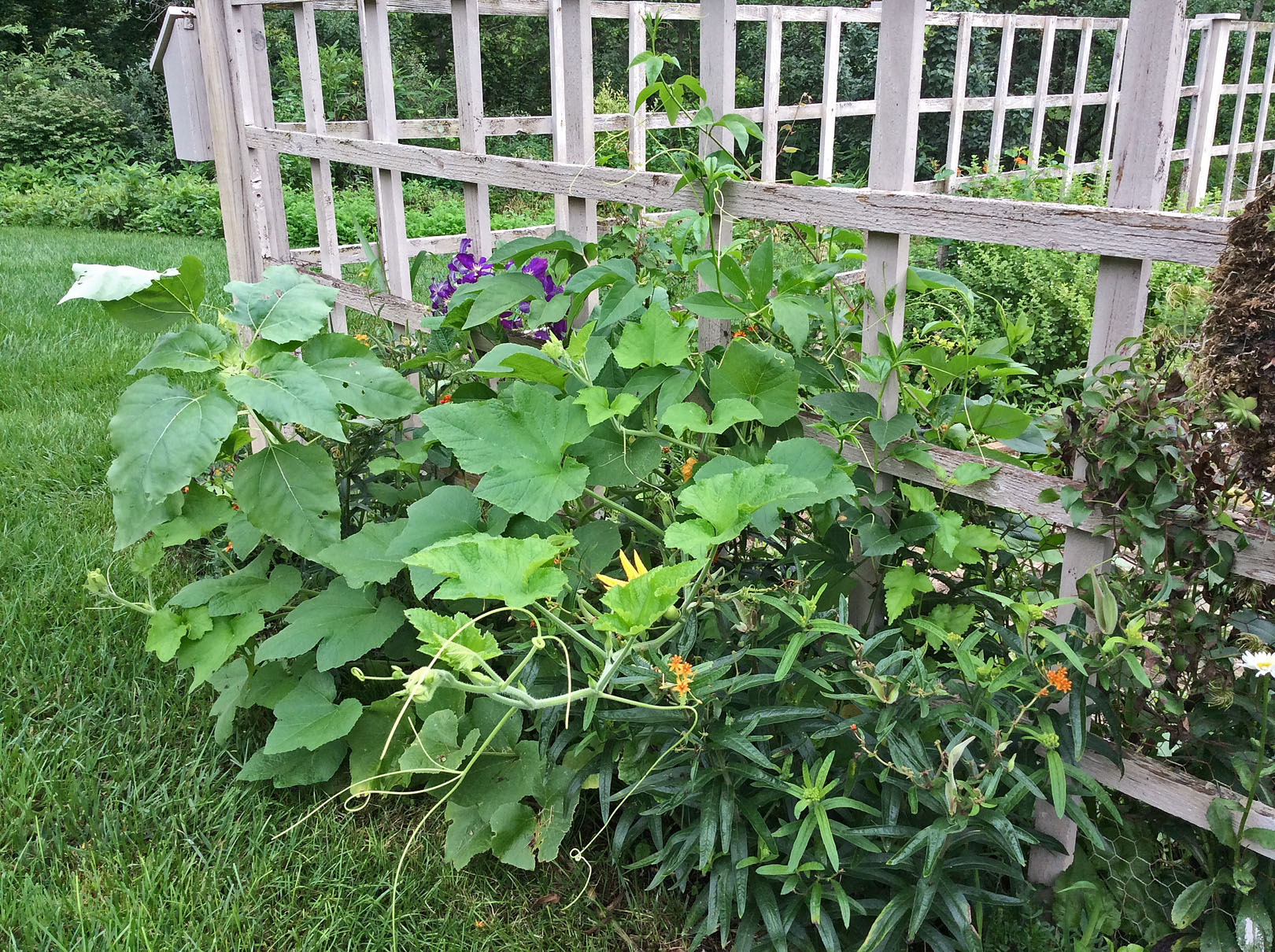 in garden escaping pumpkin 7-9-15