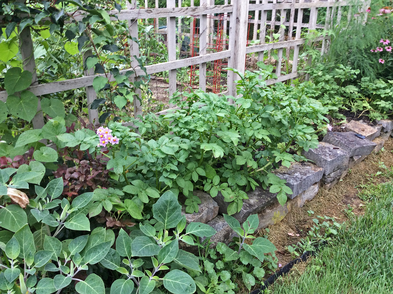 in garden intermingling 7-9-15