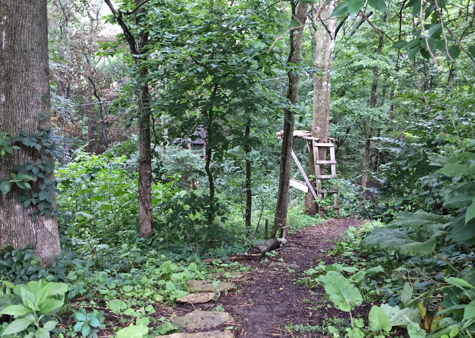 in garden Marks woods 7-9-15