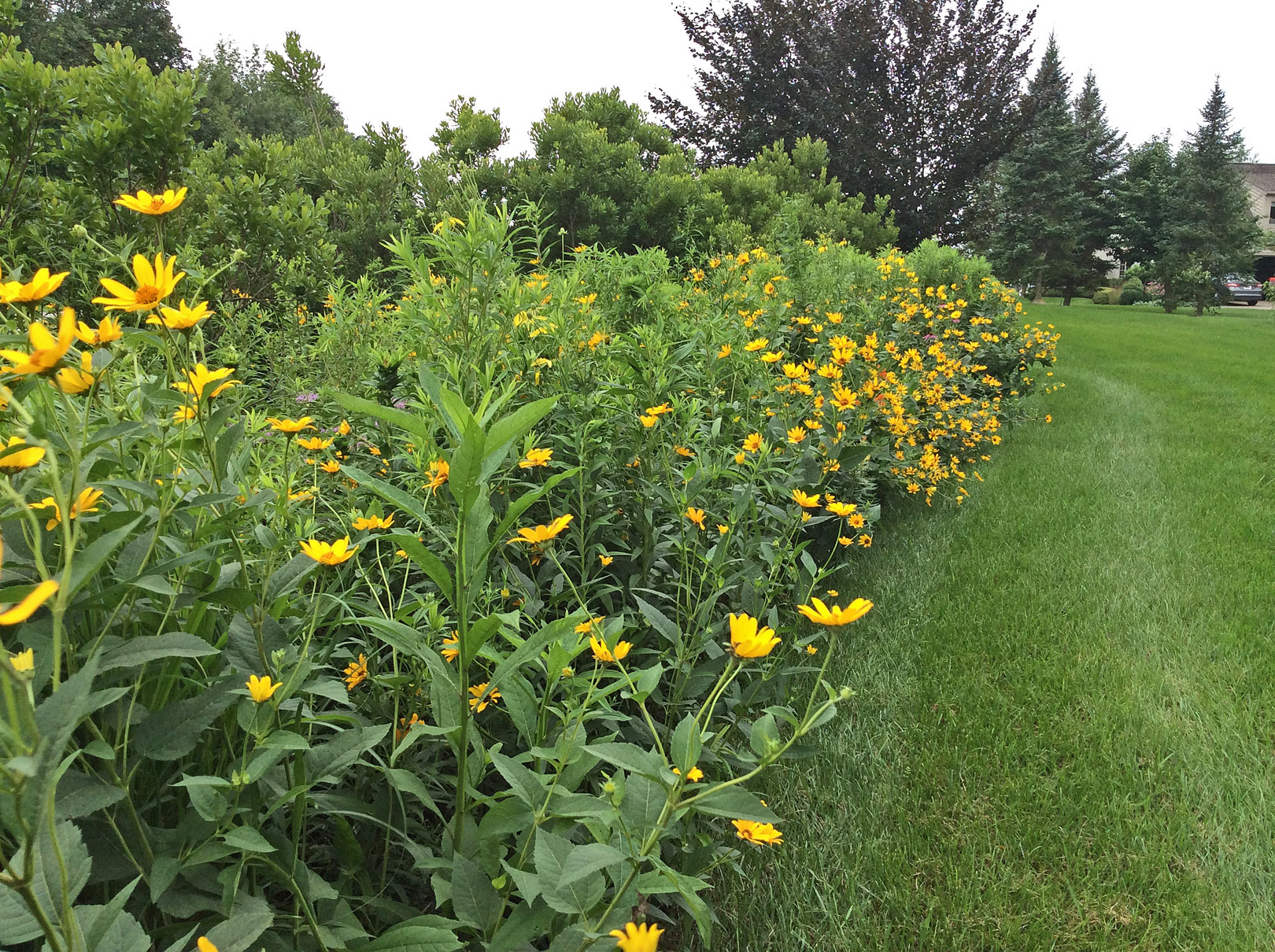 in garden prairie heliopsis 7-9-15
