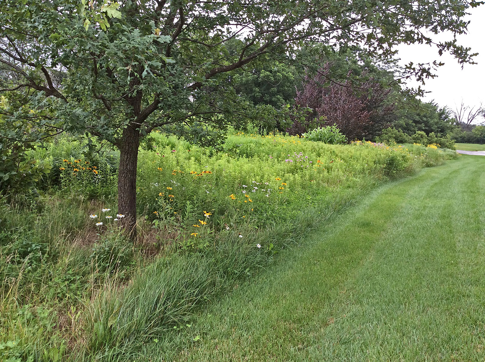 in garden prairie long view 7-9-15