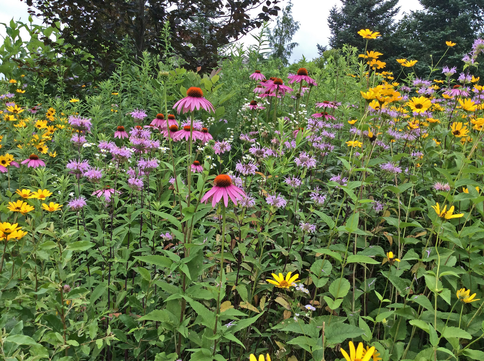 in garden prairie vignette 7-9-15
