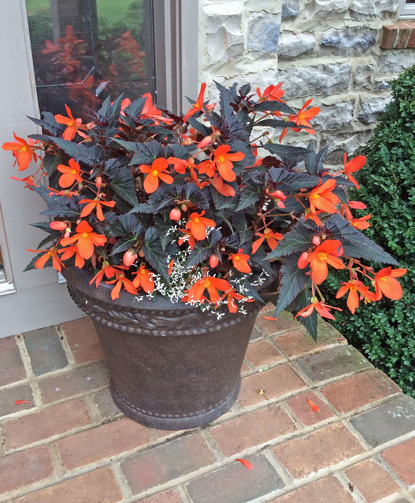 In the garden begonia container 7-9-15
