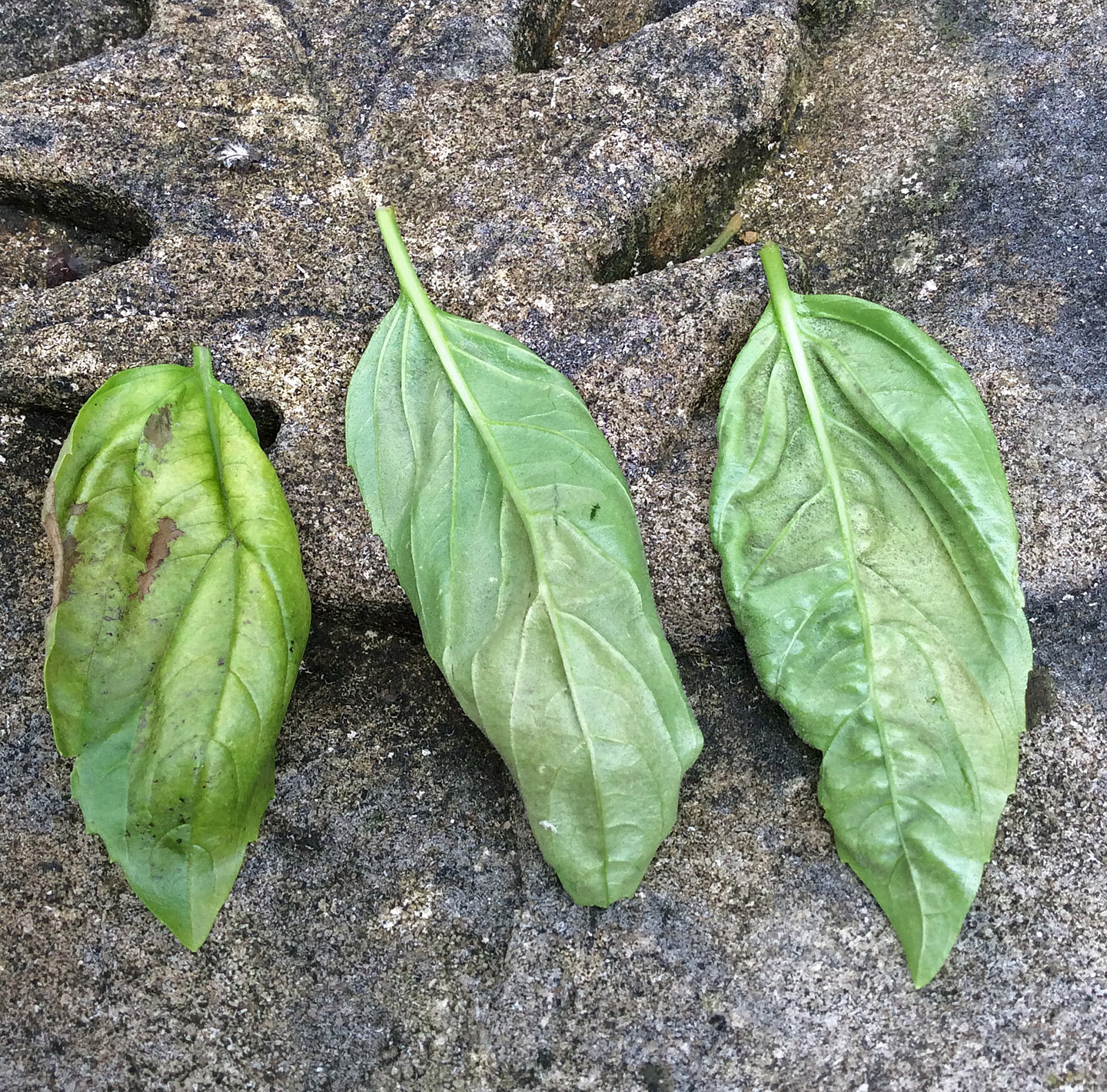 basil downy mildew 2 Knapke garden 8-10-15 crop