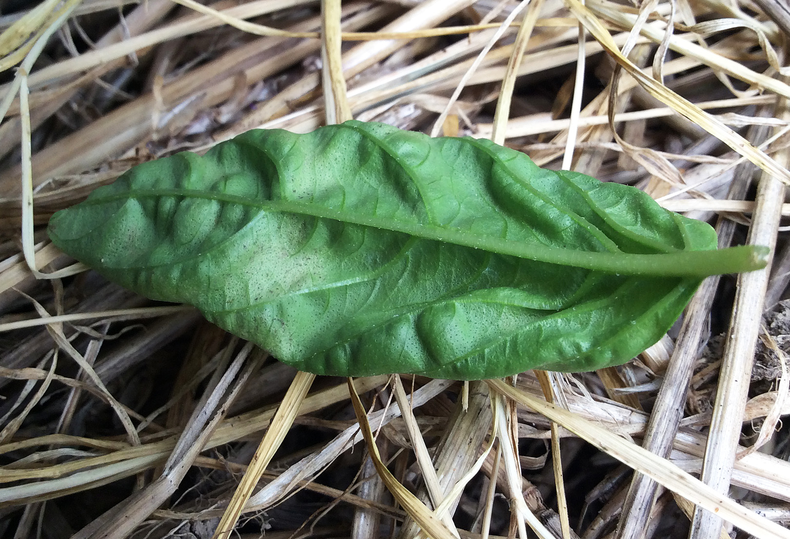 basil downy mildew Knapke garden 8-10-15 crop
