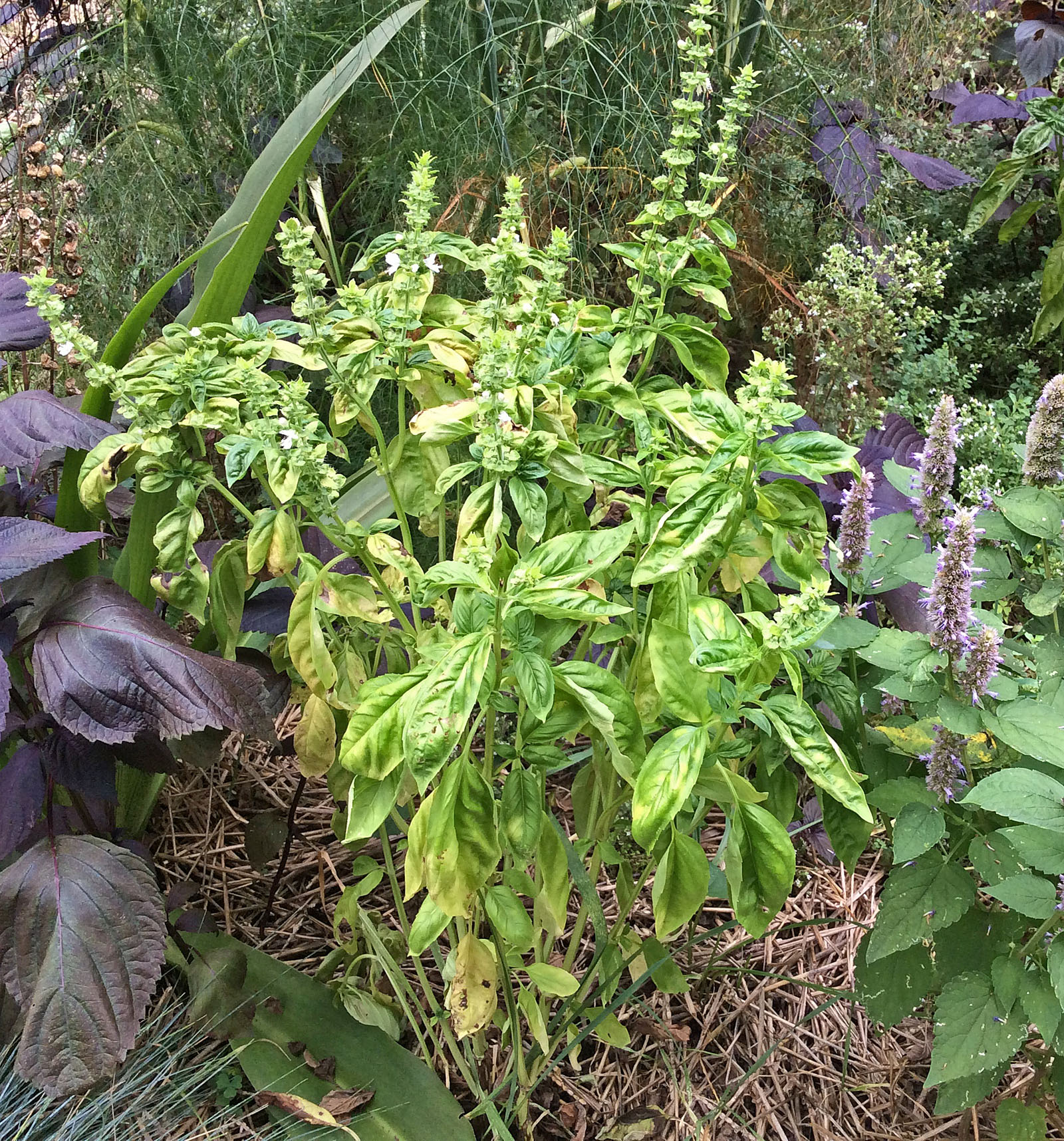 Downy mildew has returned.  I missed my pesto-making window. This plant has been moved to the “bad” compost pile.