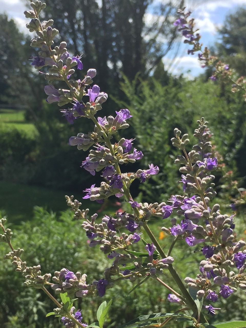 vitex