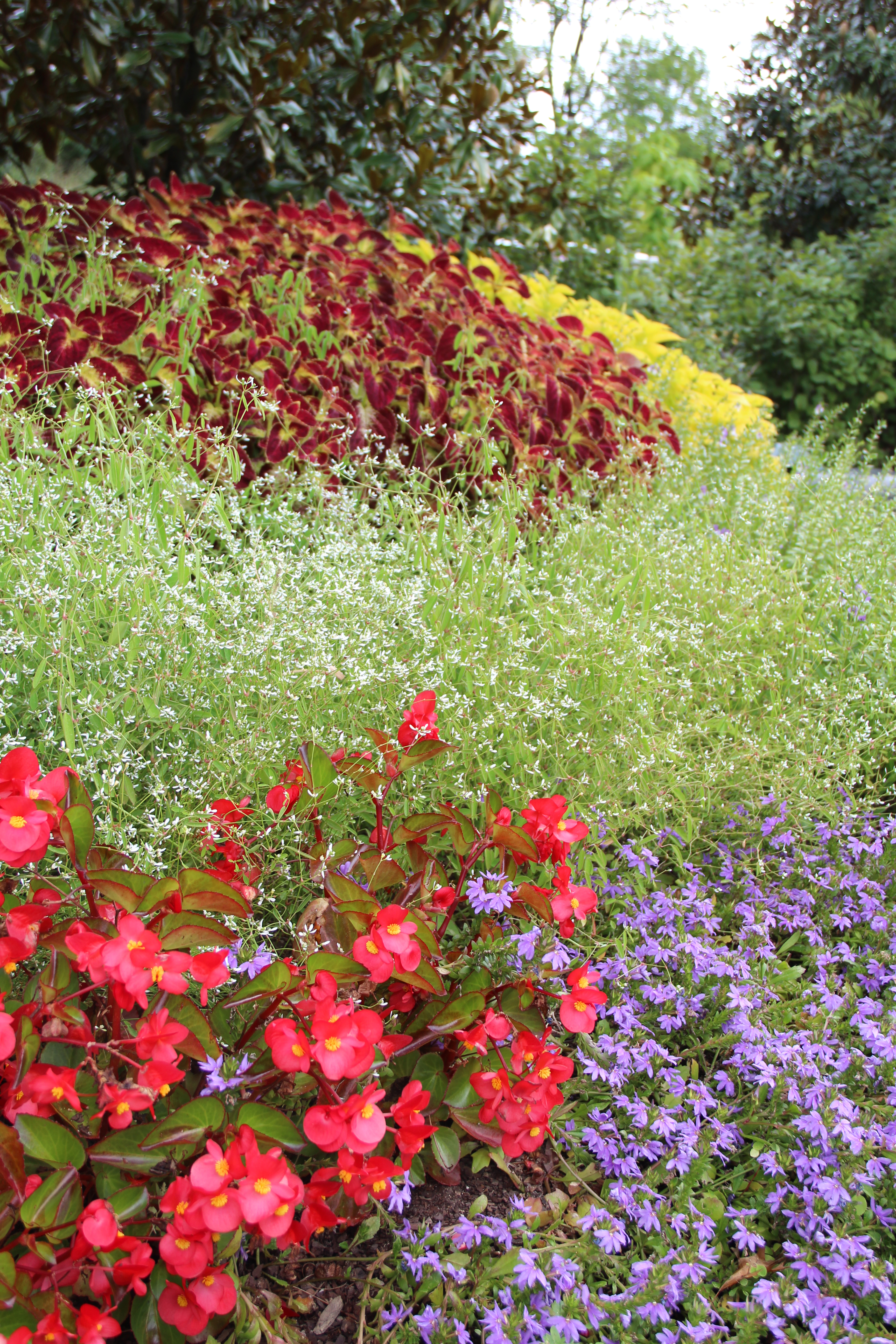 Coleus 'Dipt in Wine' and Euphorbia 'Glitz' with red begonias 