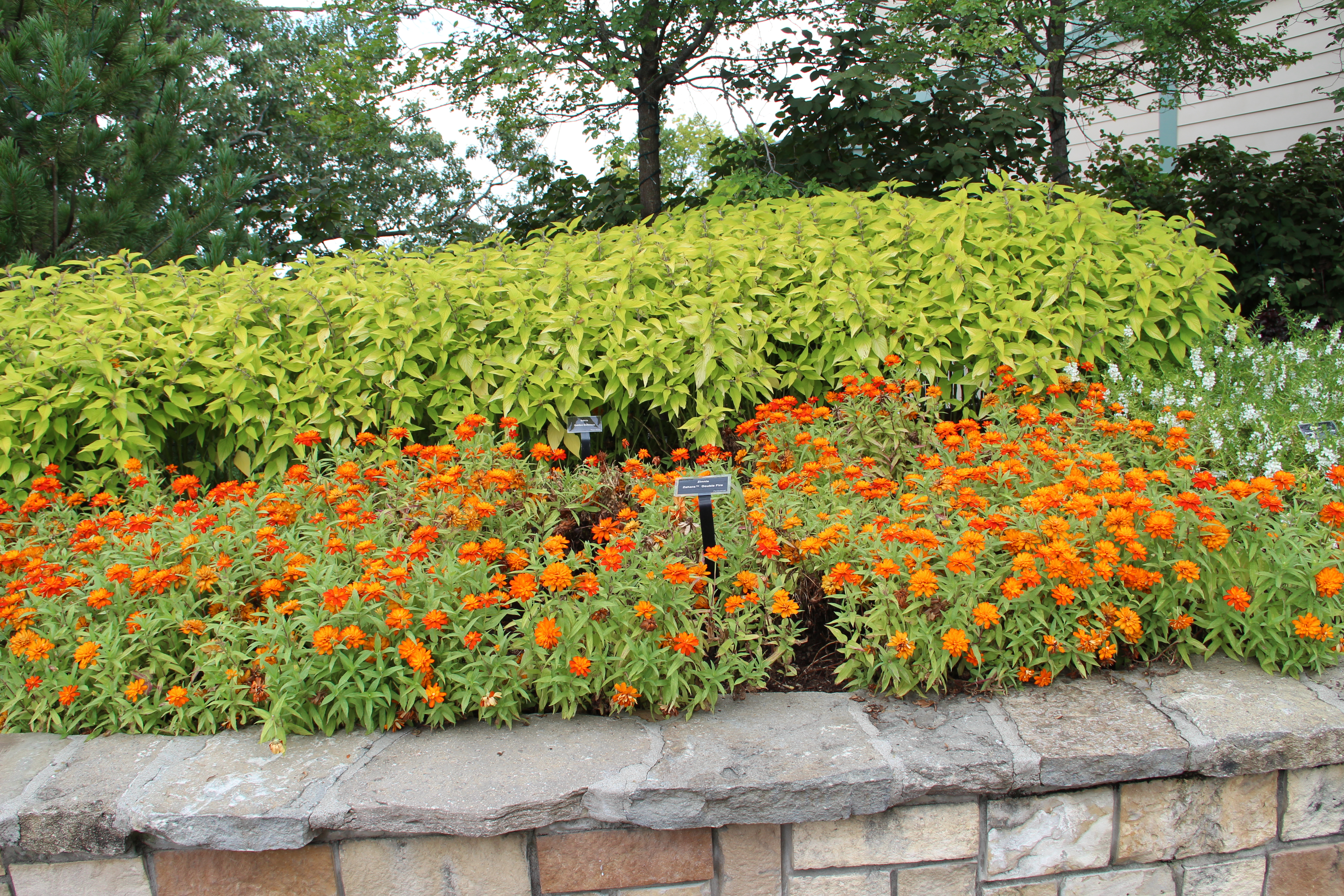 Salvia 'Golden Delicious' and Zinnia 'Sahara Double Fire'