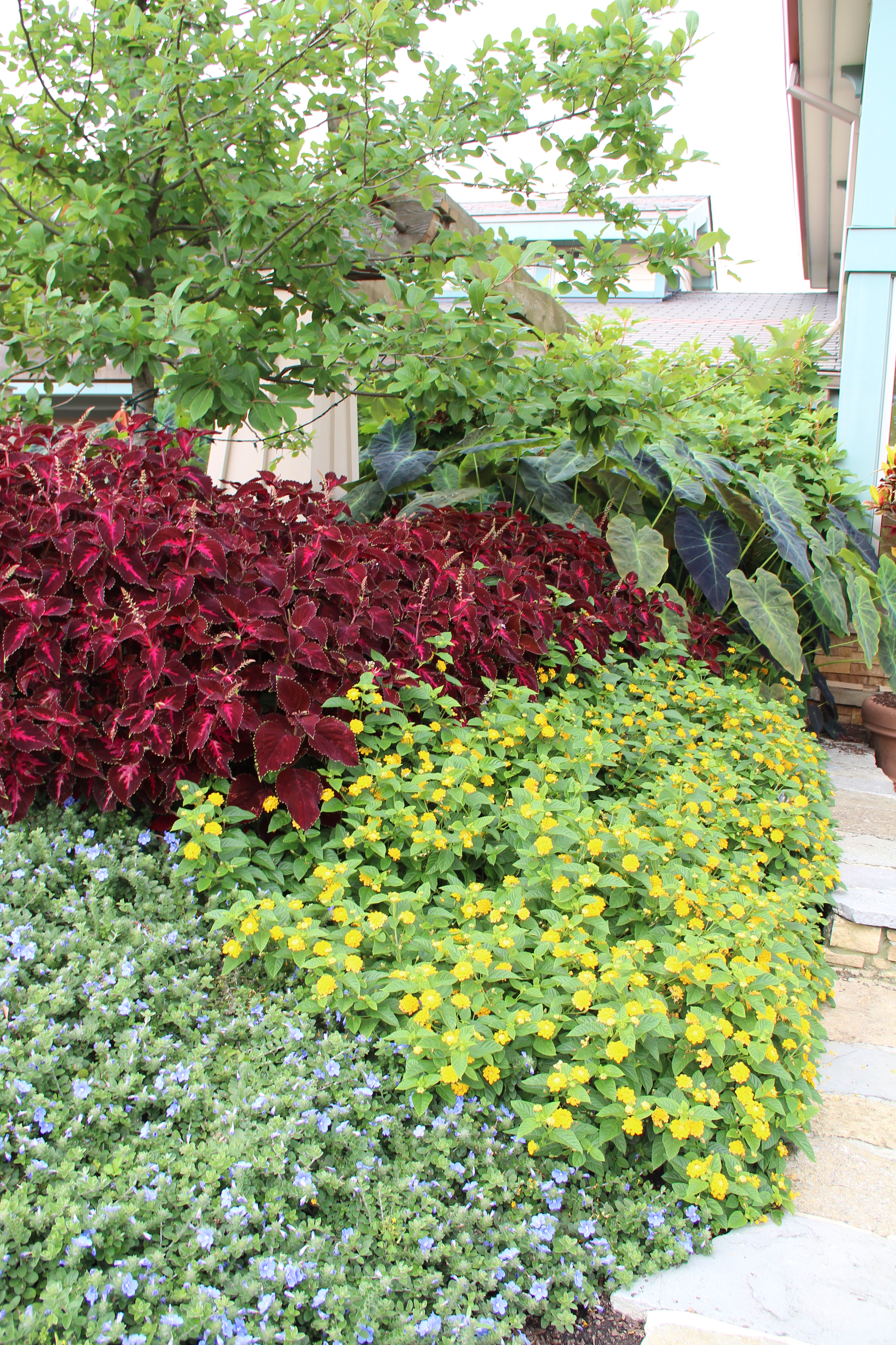 Coleus 'Colorblaze Kingswood Torch', Dwarf Morning Glory 'Blue My Mind' and Lantana 'Little Lucky Pot of Gold'