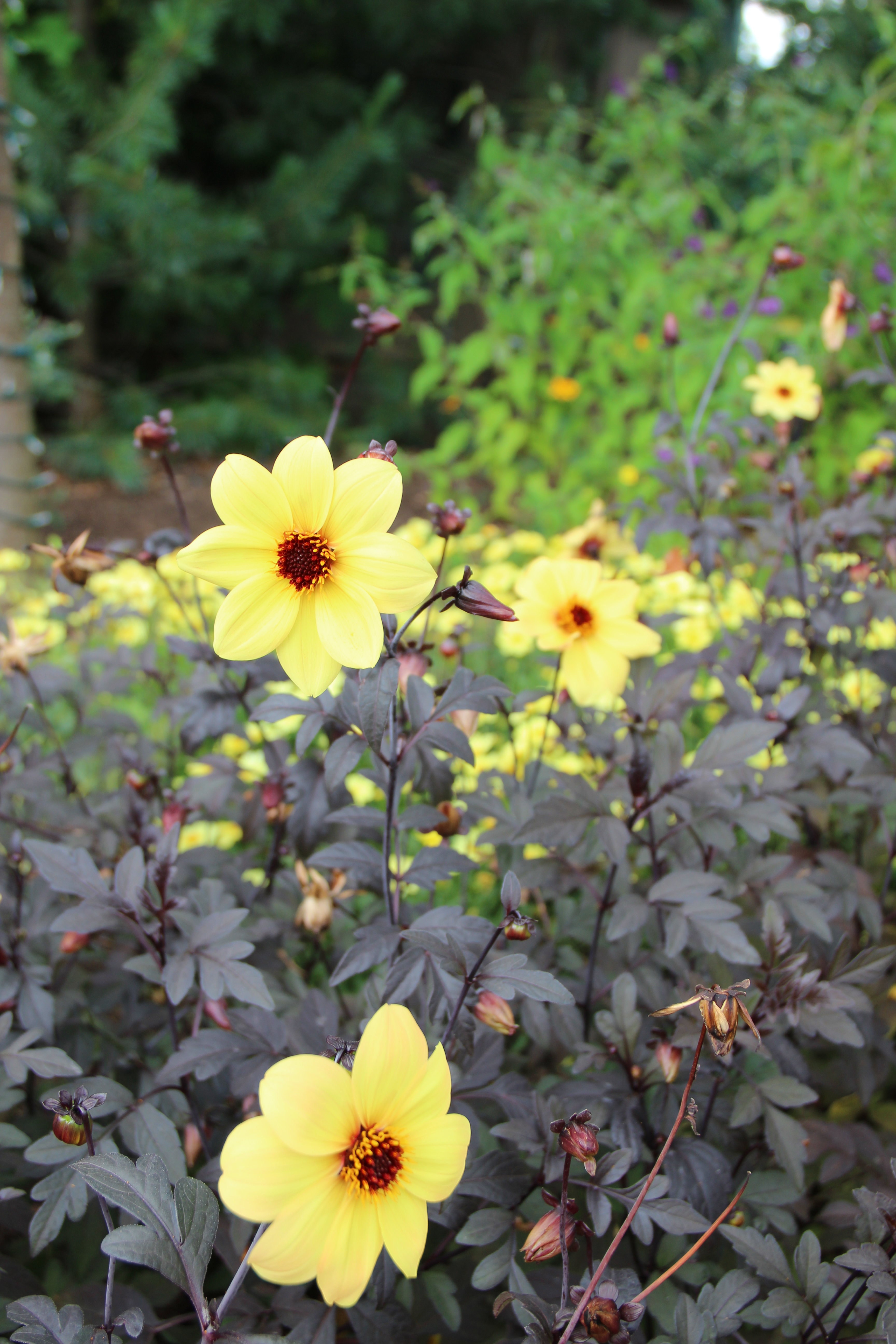 Dahlia 'Mystic Illusion'