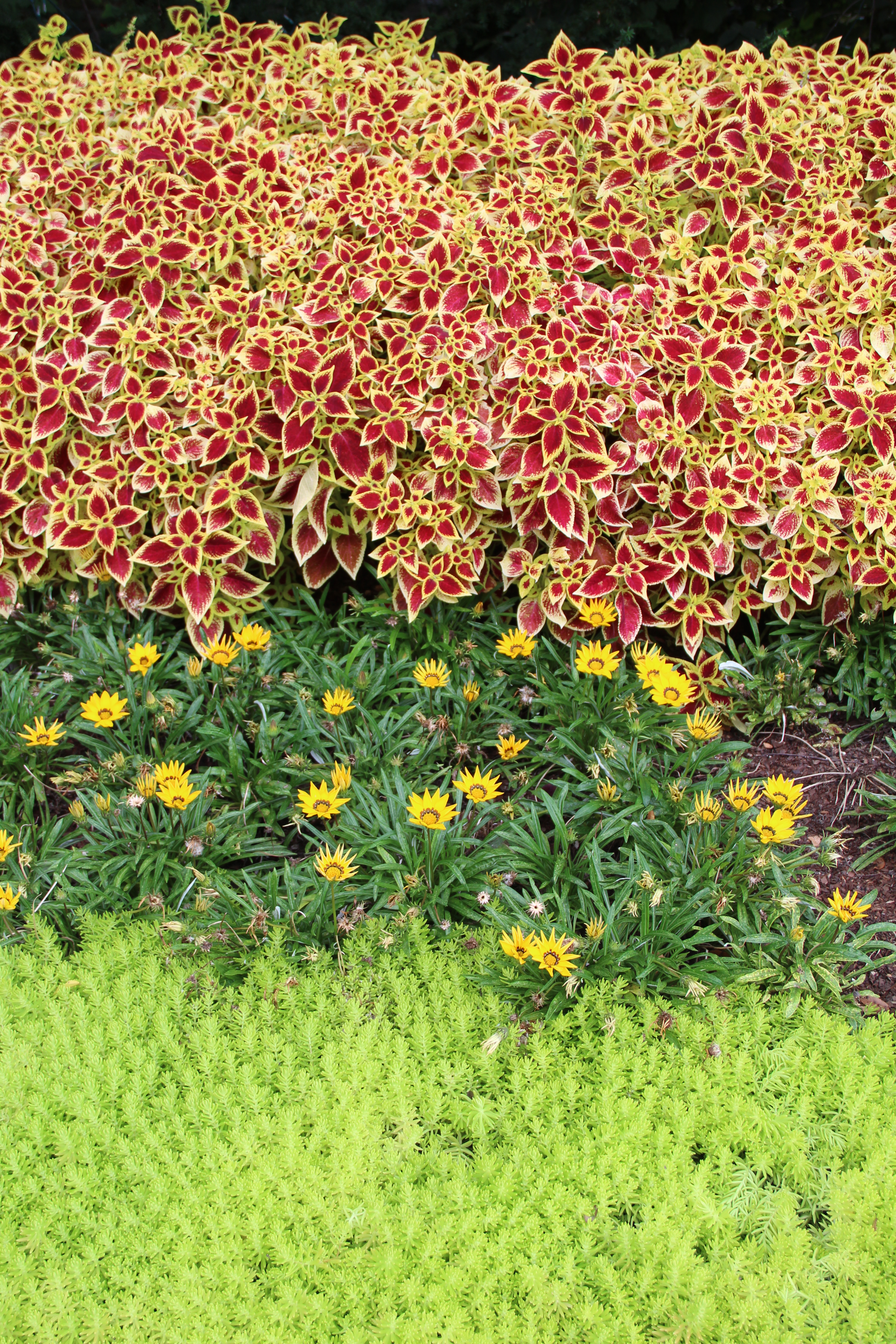Coleus 'Premium Sun Crimson Gold with Sedum 'Lemon Coral' and gazania.