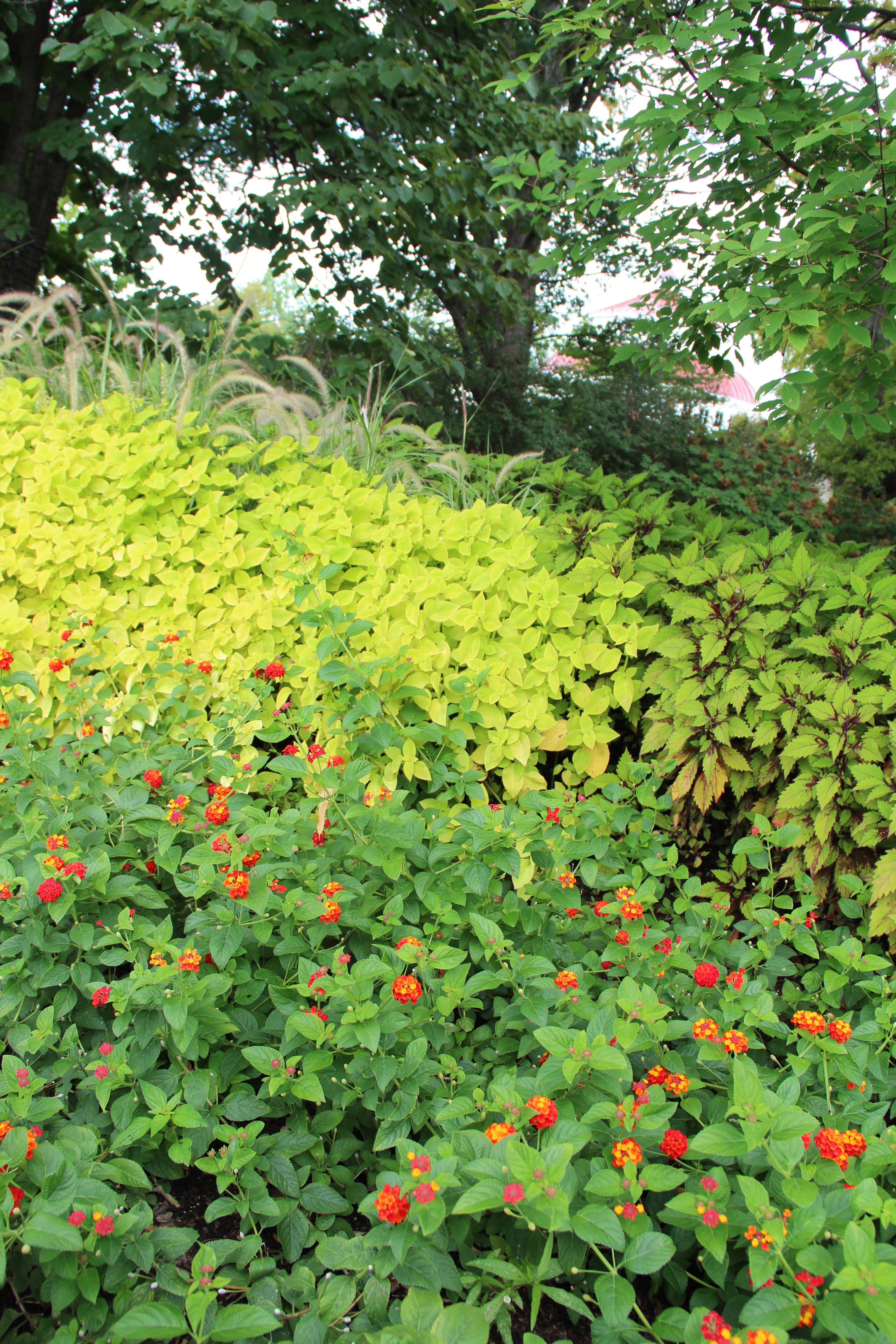 Coleus 'Lime Time' and Lantana 'Luscious Citrus Blend'